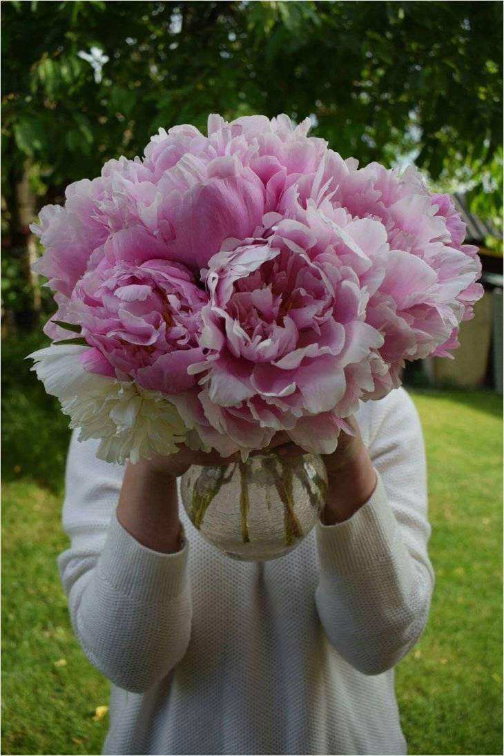 26 Recommended Peonies Vase Arrangement 2024 free download peonies vase arrangement of famous ideas on peonies in vase for interior design or blueprint regarding fresh ideas on peonies in vase for use decorating living room niche this is so amazingl