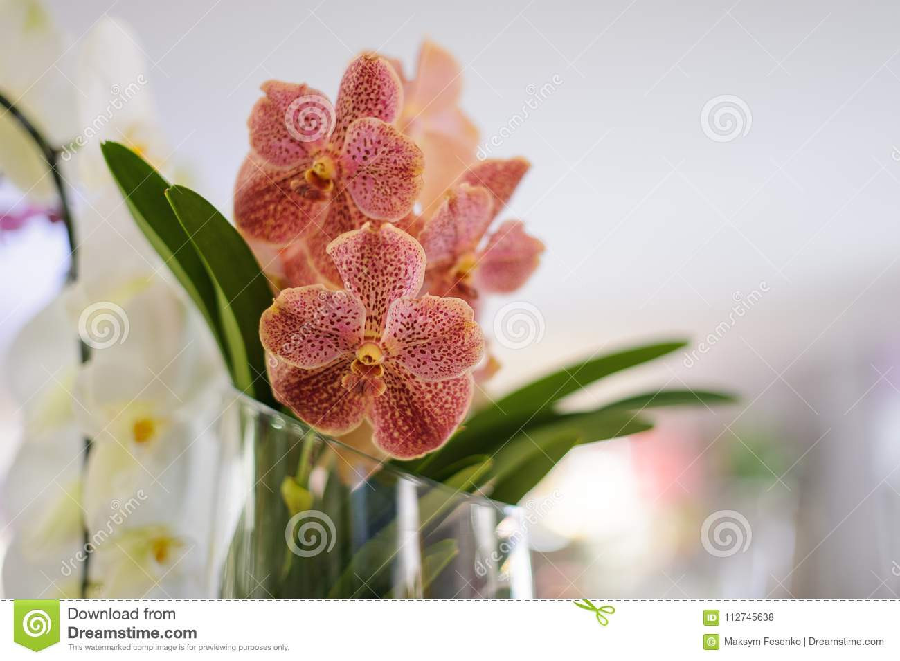 14 Spectacular Pink Glass Vases Cheap 2024 free download pink glass vases cheap of beautiful pink dotted orchid in a vase stock photo image of in beautiful pink dotted orchid in a vase