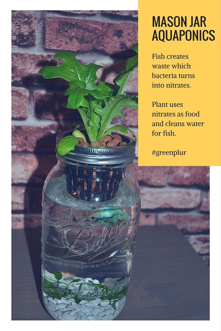 16 Cute Plant In Vase with Betta Fish 2024 free download plant in vase with betta fish of how mason jar aquaponics works fish waste used as fertlizer by regarding fish waste used as fertlizer by plant plant cleans water for fish mini ecosystem gre