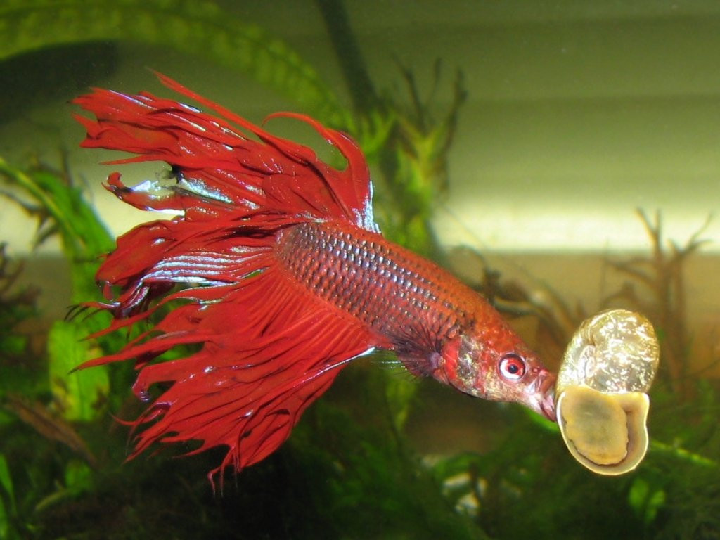 16 Cute Plant In Vase with Betta Fish 2024 free download plant in vase with betta fish of image seo all 2 betta fish post 21 with 58 mean and pinchy