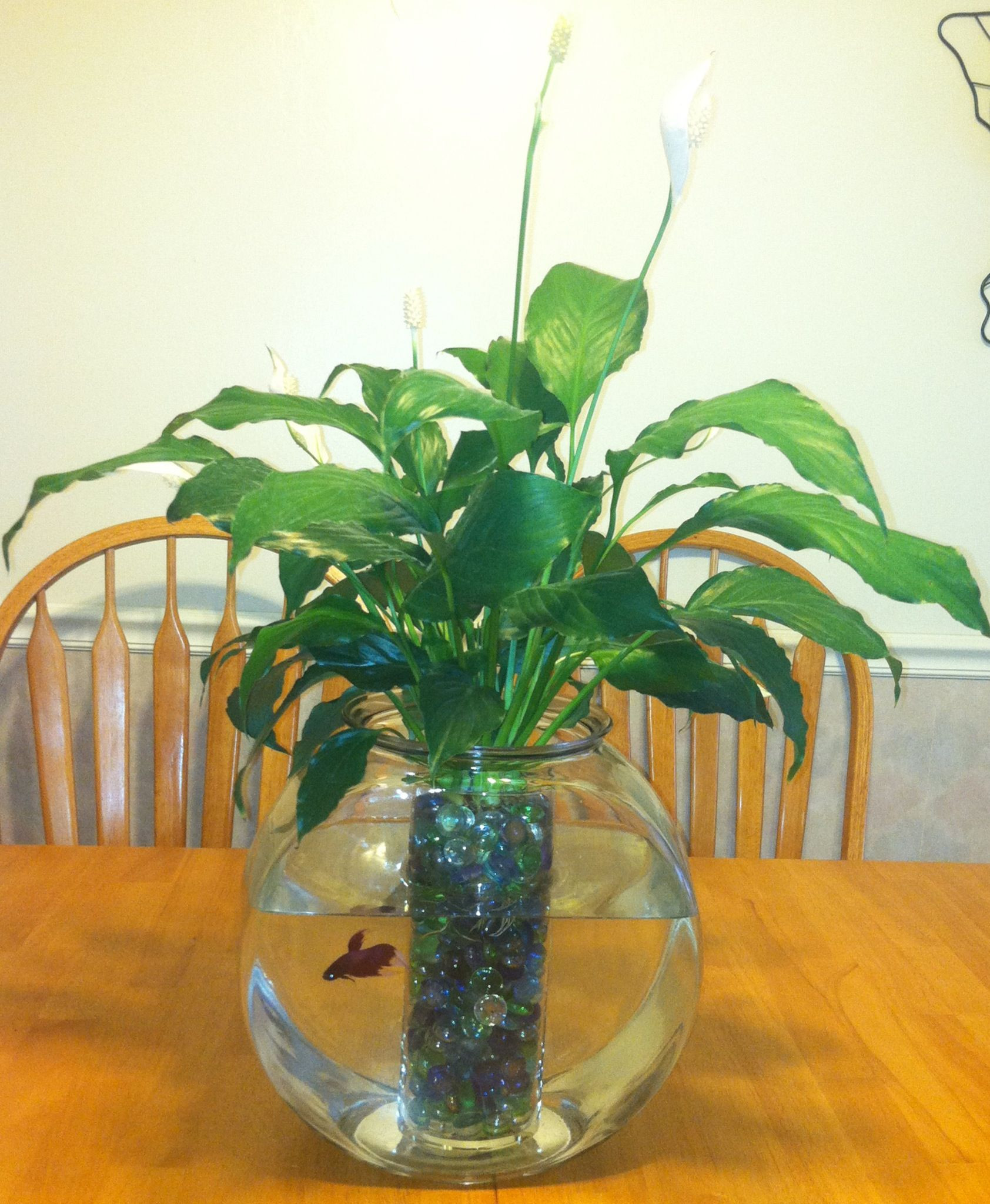 16 Cute Plant In Vase with Betta Fish 2024 free download plant in vase with betta fish of peace lily plant betta fish my mom makes these all the time but for peace lily plant betta fish my mom makes these all the time but