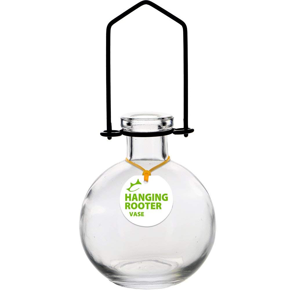 24 Best Plant Rooter Vase 2024 free download plant rooter vase of amazon com couronne company m370 6544g01 hanging ball recycled pertaining to amazon com couronne company m370 6544g01 hanging ball recycled glass rooting vase 7 lime 1 p