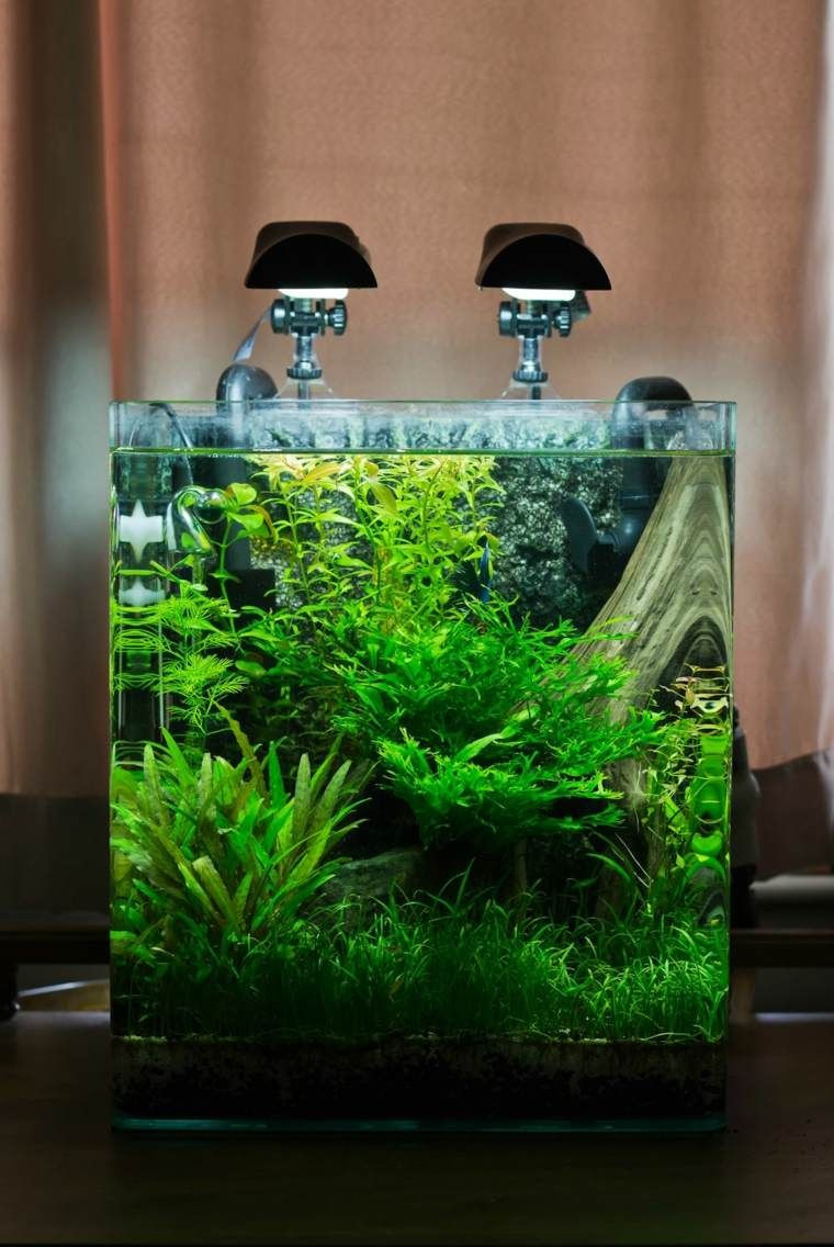 15 Stunning Plant Vase Fish Tank 2022 free download plant vase fish tank of idaes et astuces comment craer un nano aquarium acuarios for idae de design de nano aquarium