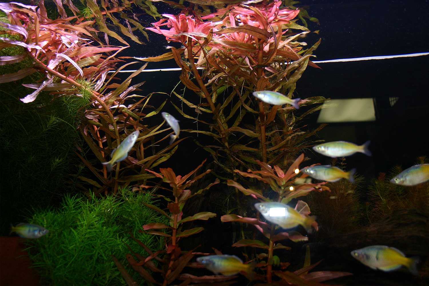 plant vase fish tank of live plants in aquariums are essential to aquariums inside aquarium plants that multiply with node cuttings