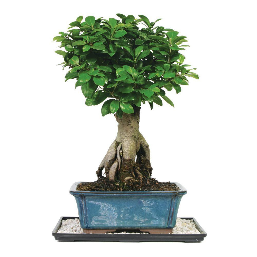 30 Perfect Plant Vase Home Depot 2024 free download plant vase home depot of trees bushes at the home depot with regard to gensing grafted ficus bonsai