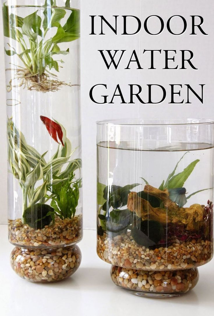 13 Amazing Plants for Betta Vase 2024 free download plants for betta vase of 50 fascinating diy indoor aquaponics fish tank ideas flowers pertaining to 50 fascinating diy indoor aquaponics fish tank ideas