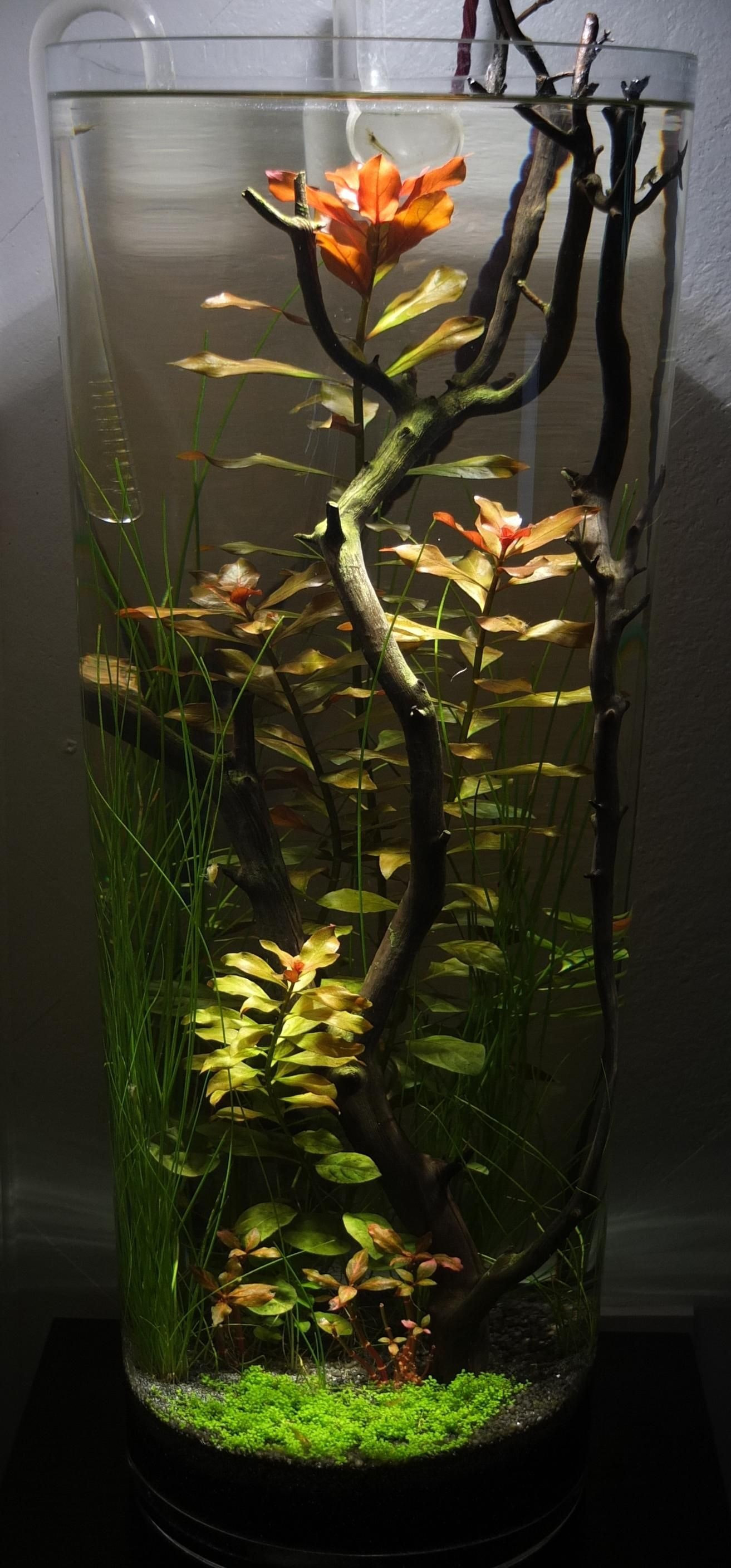 13 Amazing Plants for Betta Vase 2024 free download plants for betta vase of fish in vase gallery cool fish to buy inspirational vases fish tank in cool fish to buy inspirational vases fish tank vase are friendsi 0d