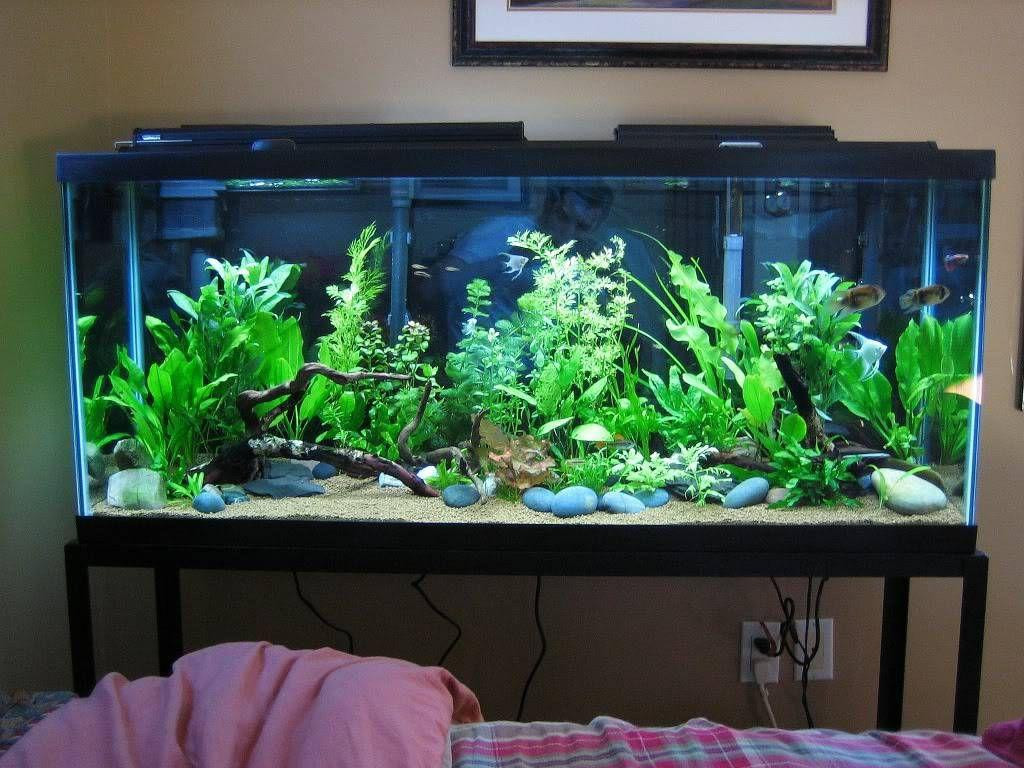 13 Amazing Plants for Betta Vase 2024 free download plants for betta vase of more diy fish tank decor amazing design economyinnbeebe com inside discover ideas about aquarium stand
