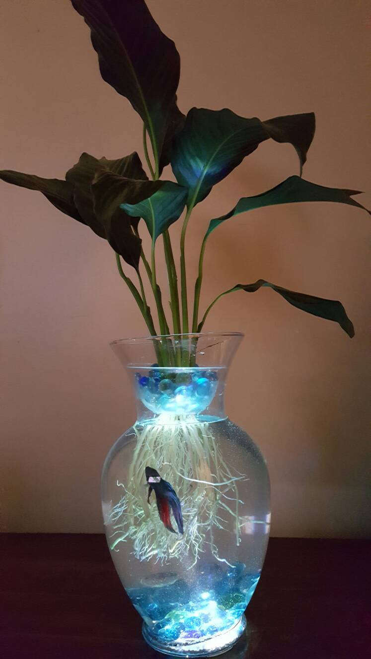 21 Stylish Plants for Bettas In A Vase 2024 free download plants for bettas in a vase of beta fish tank with live peace lily lighted symbiotic and etsy in image 0