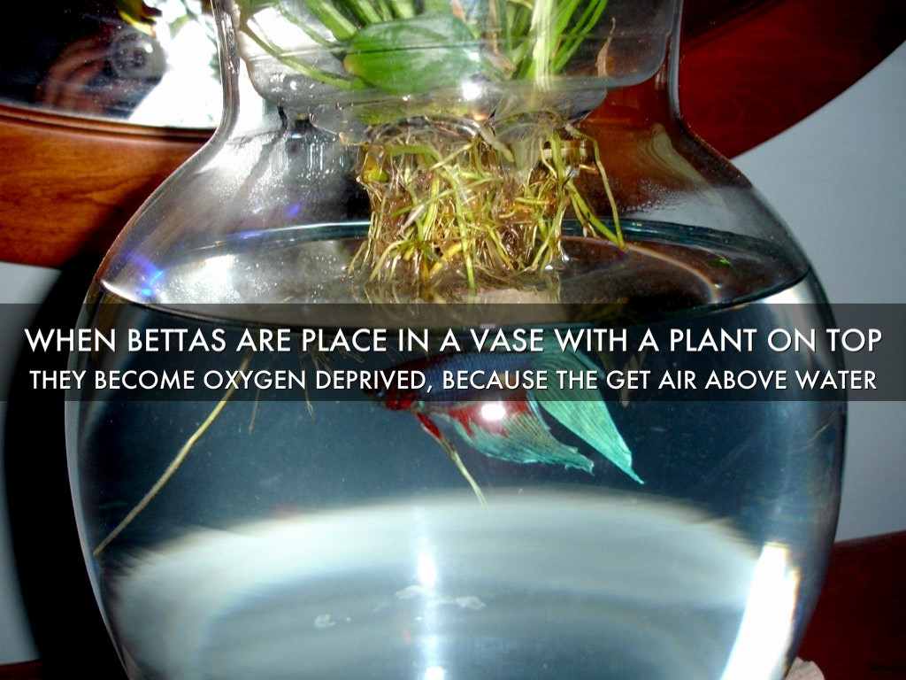 21 Stylish Plants for Bettas In A Vase 2024 free download plants for bettas in a vase of fish n chips de hd diner lille tripadvisor images of fish with christmas 2b004h vases betta fish vase with plant bud si 0d in a images of fish