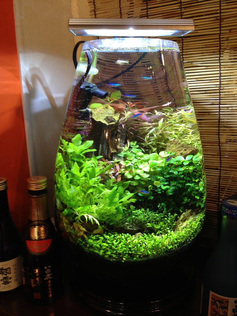 21 Stylish Plants for Bettas In A Vase 2024 free download plants for bettas in a vase of home for 584760edb3f02db741442160d40a7fd6