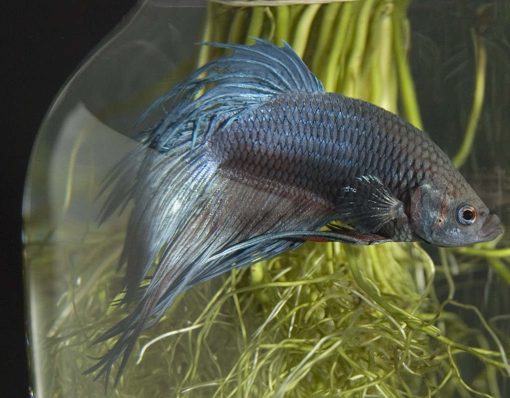 21 Stylish Plants for Bettas In A Vase 2024 free download plants for bettas in a vase of how to breed betta fish a vripmaster pertaining to when attempting to breed any animal it is important to know as much as you can about the species research be