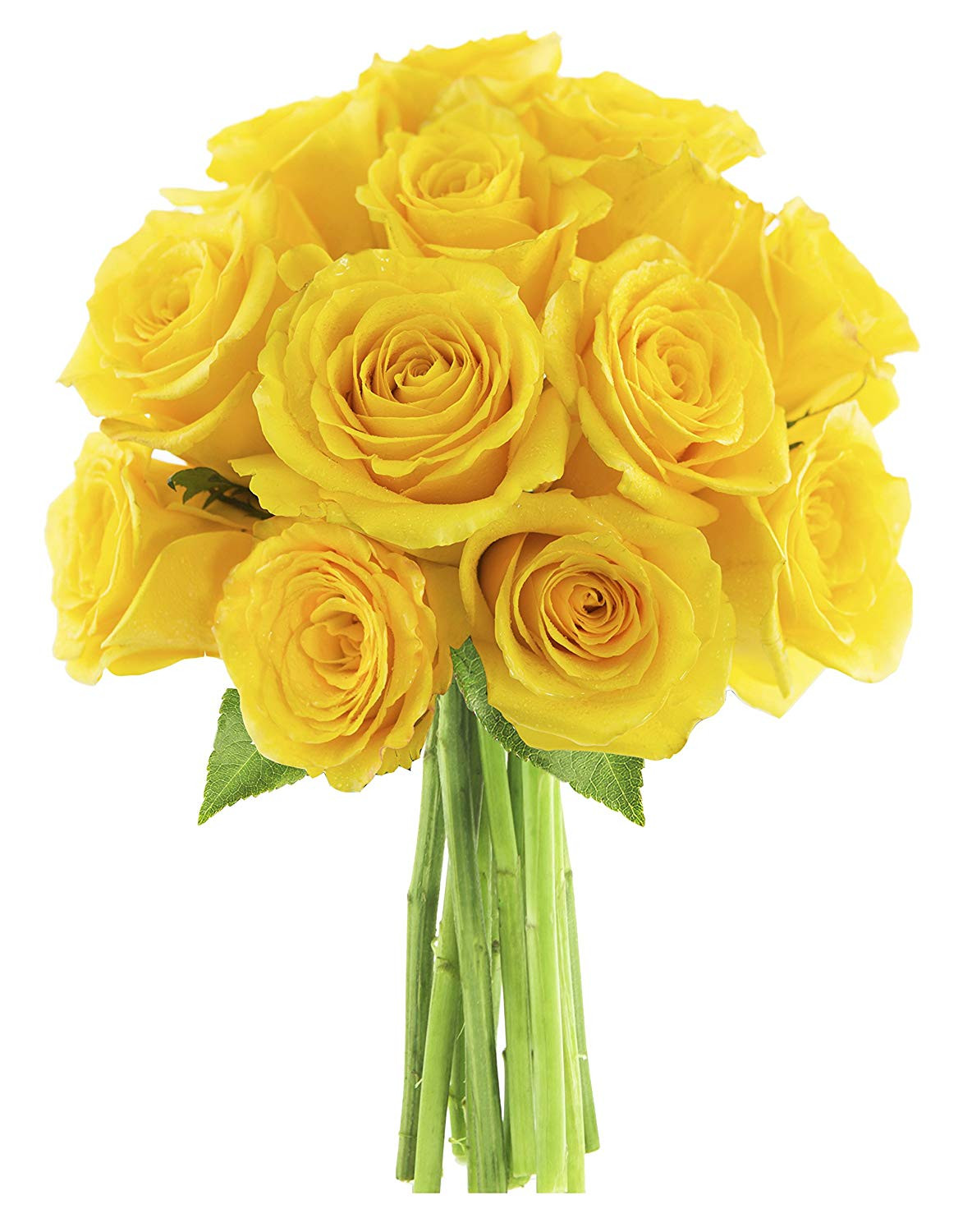 28 Unique Proflowers 19.99 Free Vase 2024 free download proflowers 19 99 free vase of best more home garden deals and more home garden for sale inside kabloom one dozen you had me at hello yellow roses without vase 2 5 pound