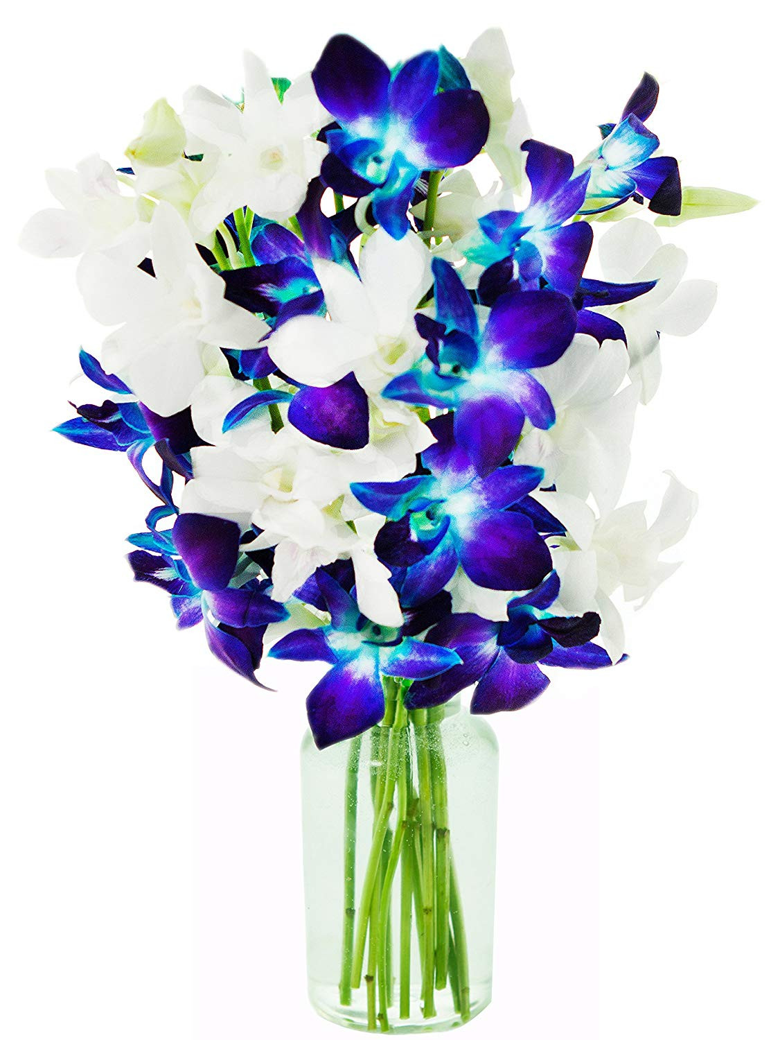 28 Unique Proflowers 19.99 Free Vase 2024 free download proflowers 19 99 free vase of best more home garden deals and more home garden for sale with regard to kabloom 10 stems sapphire diamond blue and white dendrobium orchids with vase 2 5 pound