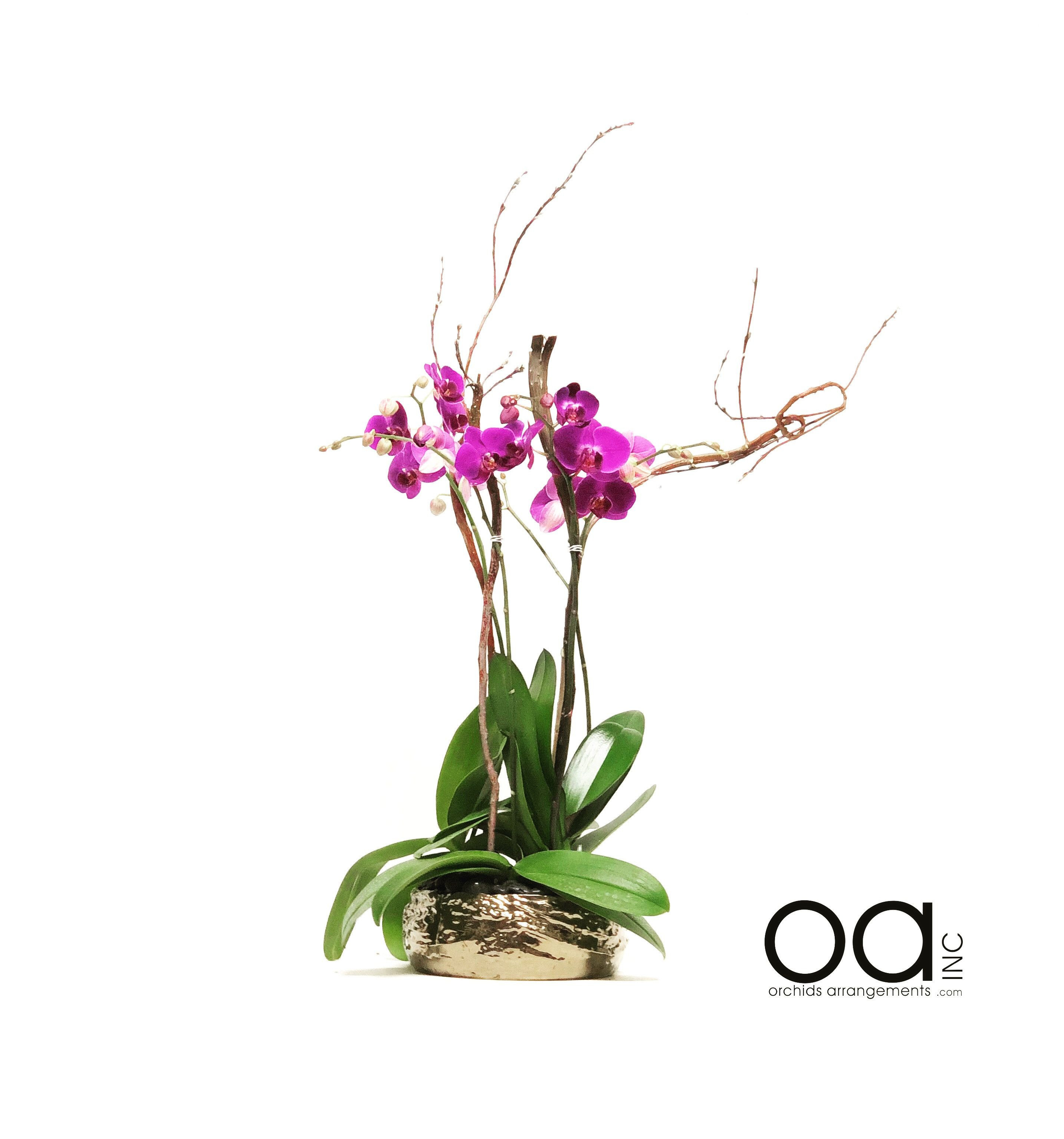 16 Elegant Purple Glass Pebbles for Vases 2022 free download purple glass pebbles for vases of orchid in glass vase awesome send 4 orchids arrangement hollywood pertaining to orchid in glass vase awesome send 4 orchids arrangement hollywood bowl colle