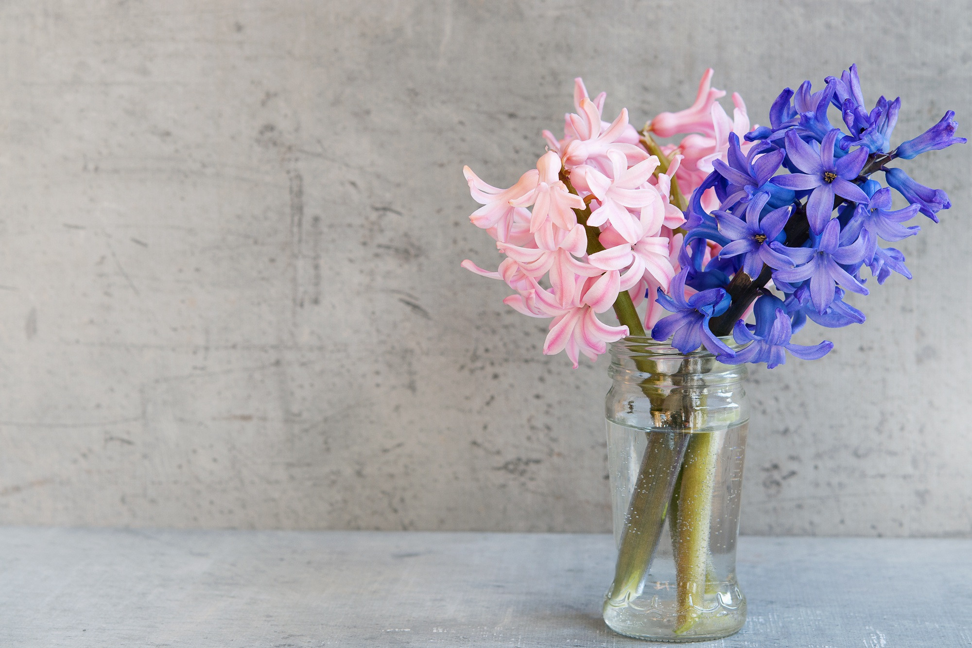 purple glass vase of free images glass vase blue pink close deco negative space in free images glass vase blue pink close deco negative space art floristry hyacinth spring flowers text freedom flowering plant flower bouquet