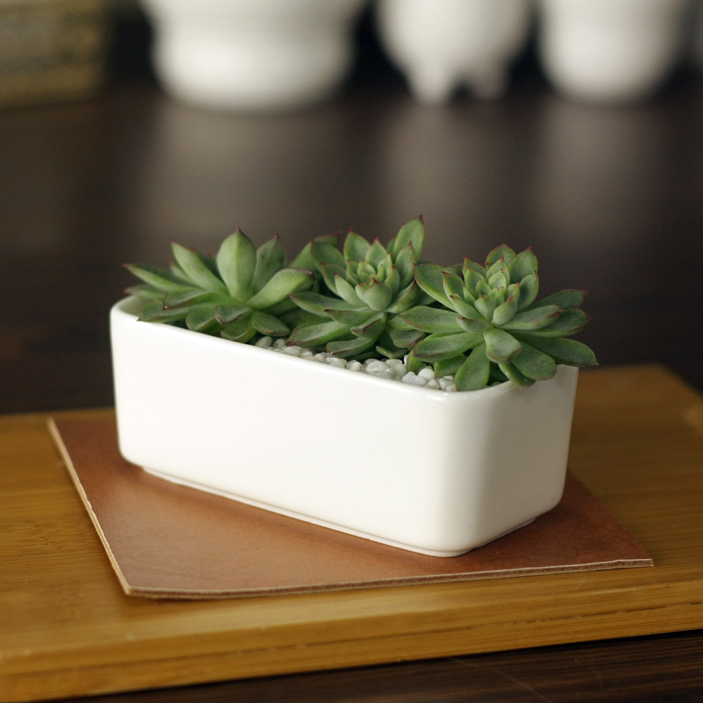 30 Great Rectangular Ceramic Vase 2024 free download rectangular ceramic vase of 11cm5 5cm4 3cm creative simple white mini potted succulents small inside 11cm5 5cm4 3cm creative simple white mini potted succulents small rectangular ceramic pot