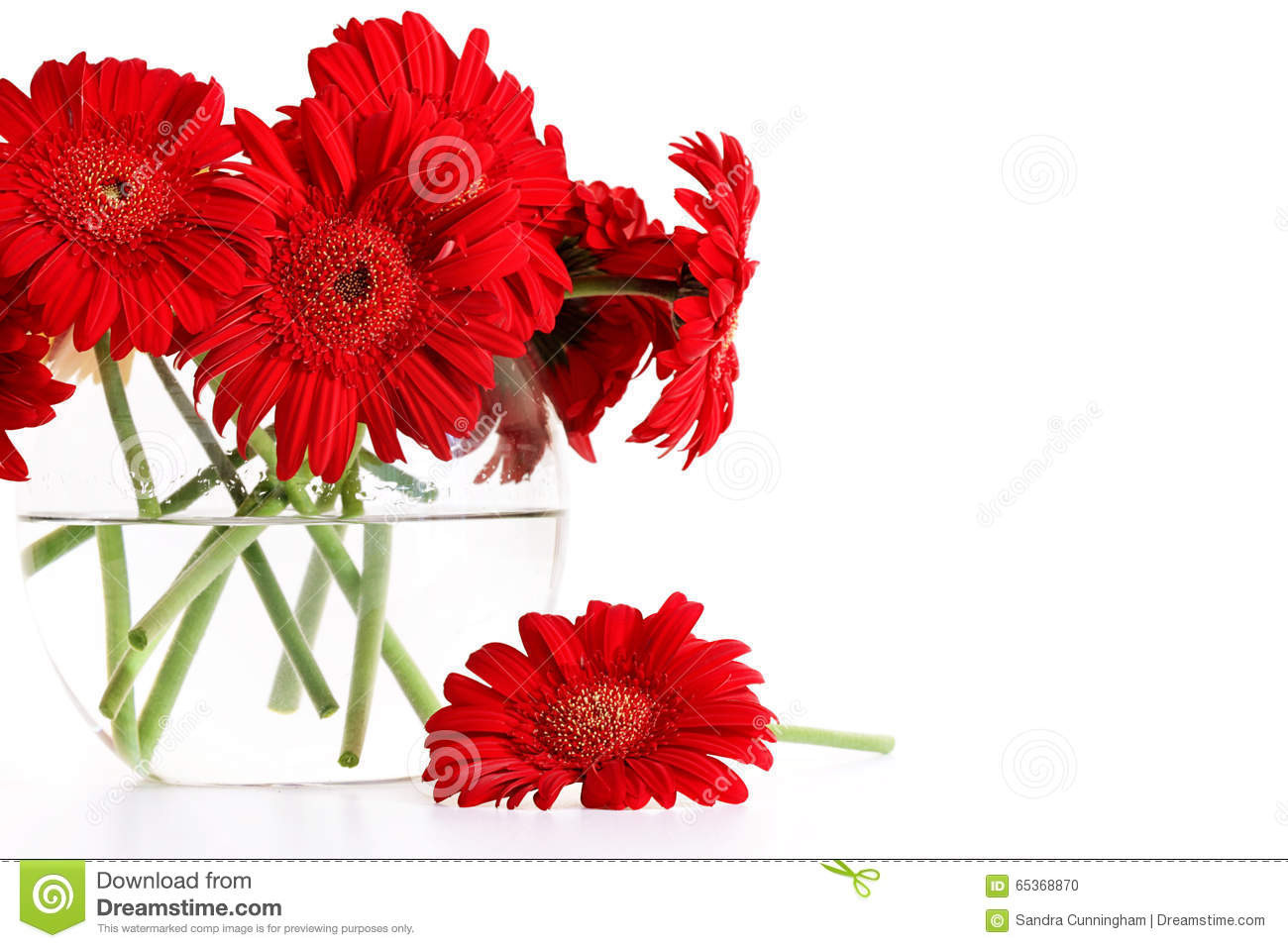 23 Trendy Red Glass Flower Vase 2024 free download red glass flower vase of closeup od red gerber daisies in vase stock photo image of close throughout closeup od red gerber daisies in glass vase