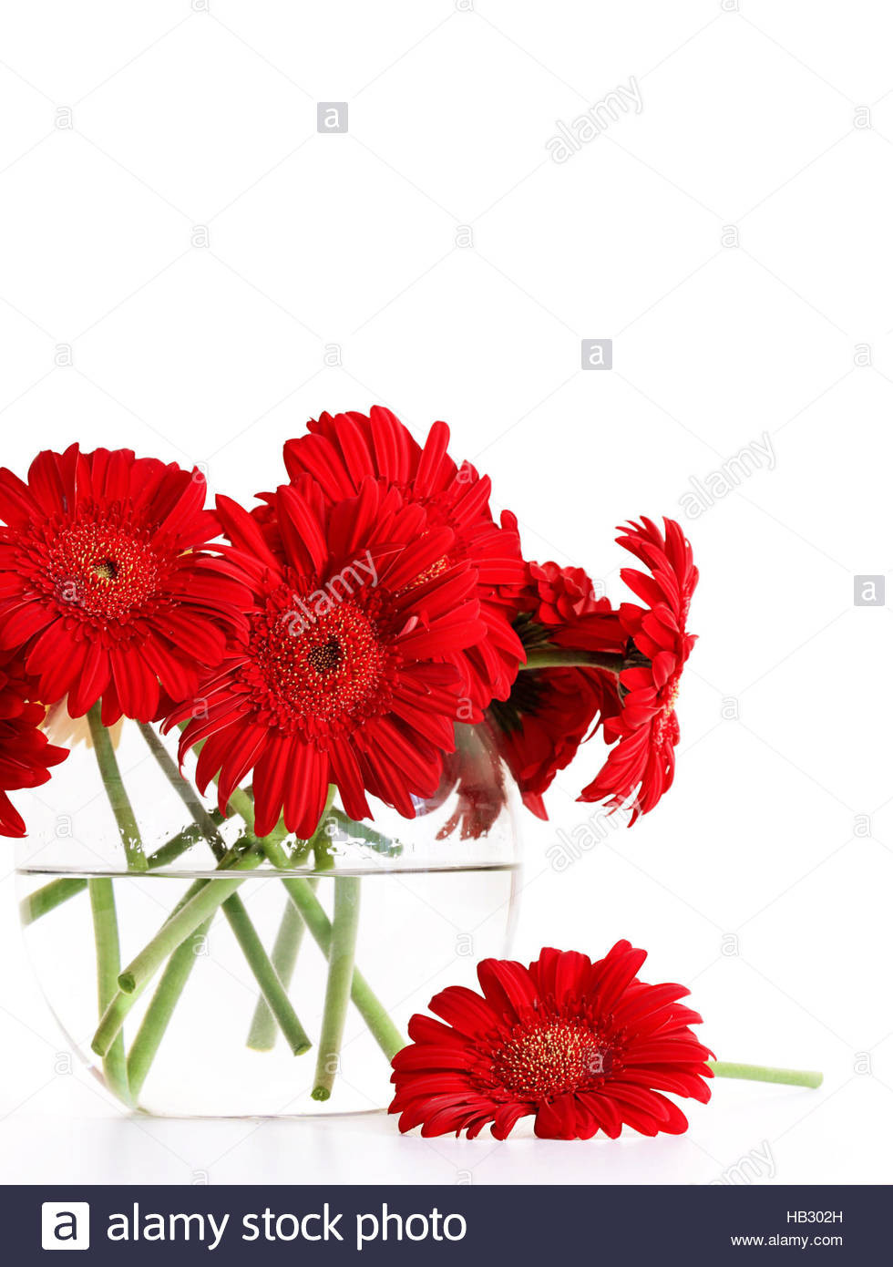 19 Fabulous Red Glass Gems for Vases 2024 free download red glass gems for vases of red glass vase photos single red glass vase isolated stock s pertaining to red glass vase pics closeup od red gerber daisies in glass vase stock of red glass