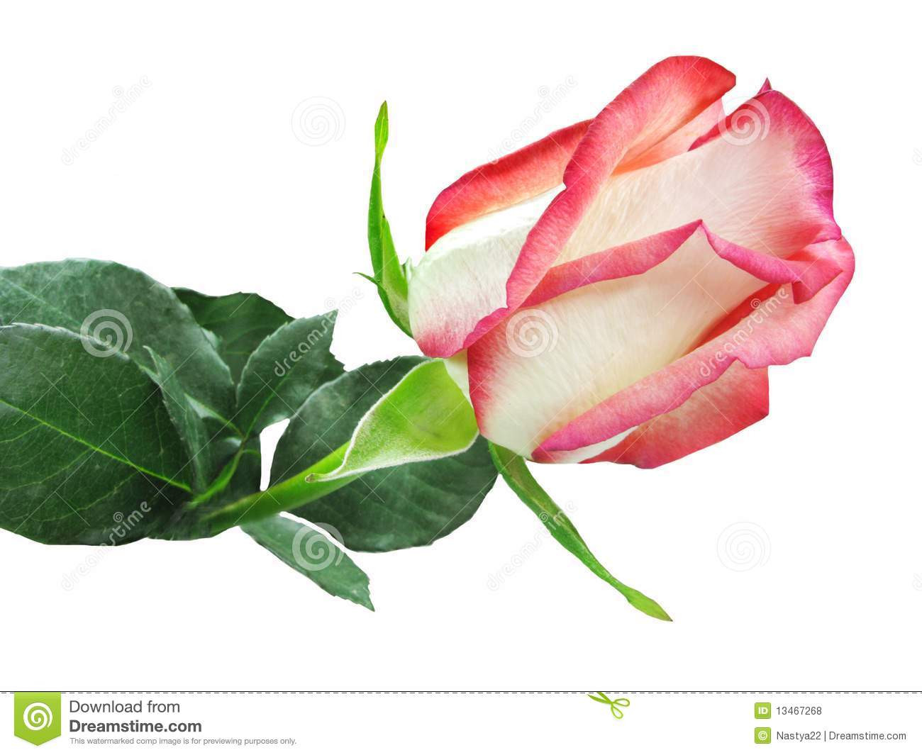 24 attractive Red Heart Shaped Vase 2024 free download red heart shaped vase of white and red rose heart closeup stock photo image of closeup inside white and red rose heart closeup