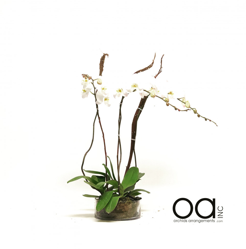 round vase flower arrangements of send 4 orchids arrangement round glass cylinder for 20180602030132 file 5b12b14c560ed