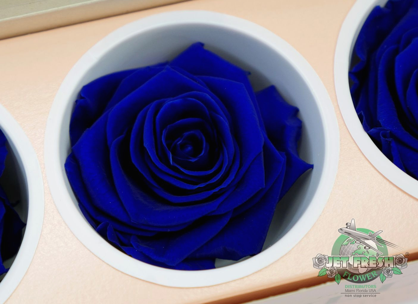 23 Popular Sapphire Blue Vase 2024 free download sapphire blue vase of 9 fresh preserved fresh flower pics best roses flower within new sapphire blue preserved roses feature a rich shade of blue that s of 9 fresh