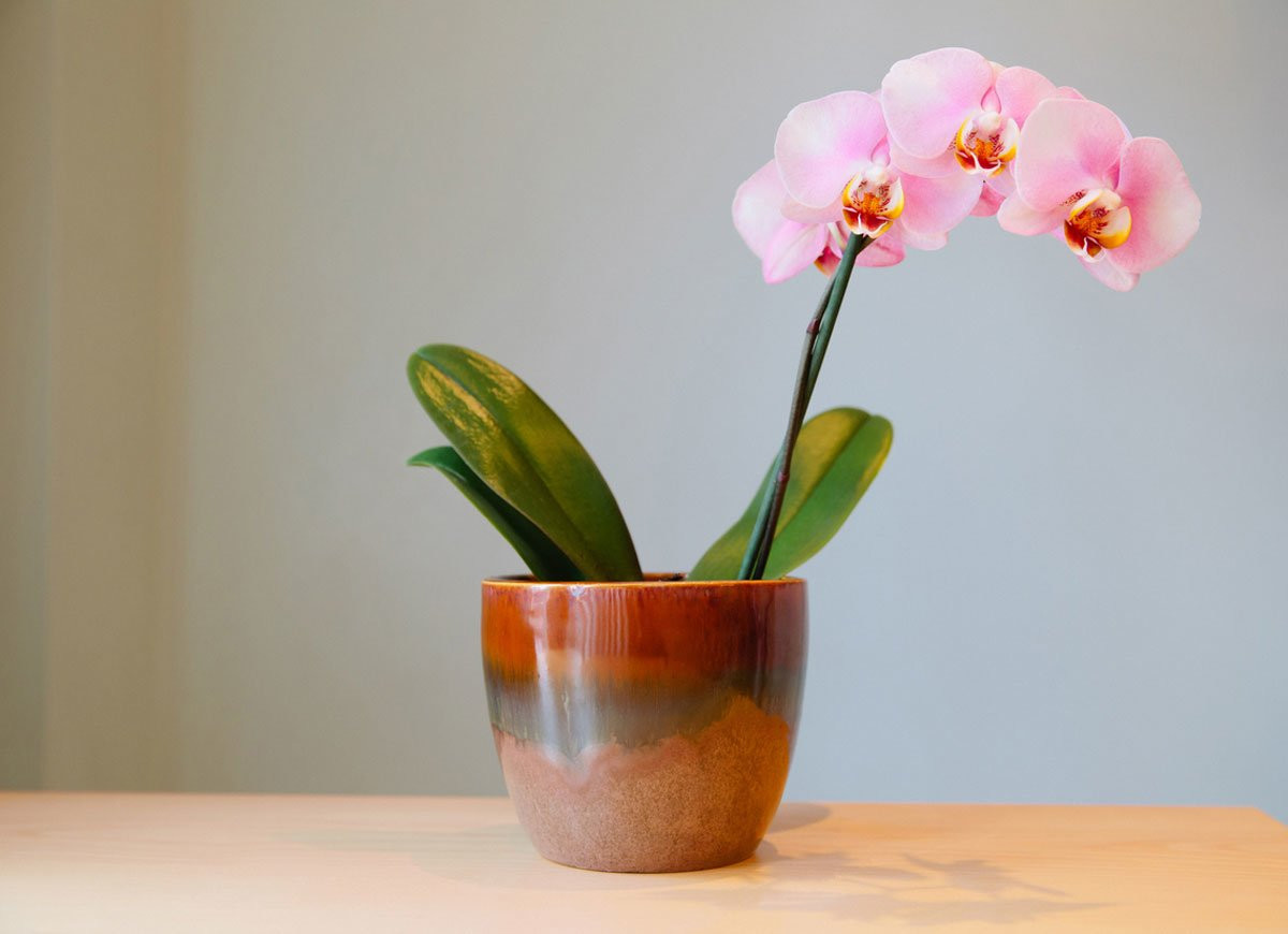 Silver Vase orchid Care Of 10 Houseplants that are Surprisingly Hard to Keep Alive Bob Vila Intended for orchid Houseplant