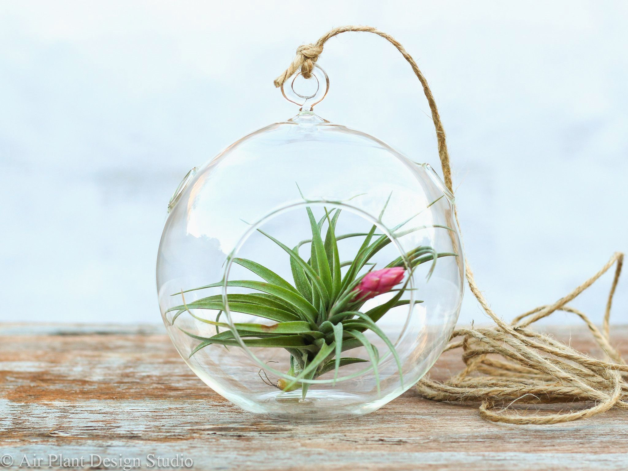 14 Fantastic Silver Vase orchid Care 2024 free download silver vase orchid care of 25 air plant vase the weekly world inside flower gorgeous hanging air plant kit hanging air plant terrarium