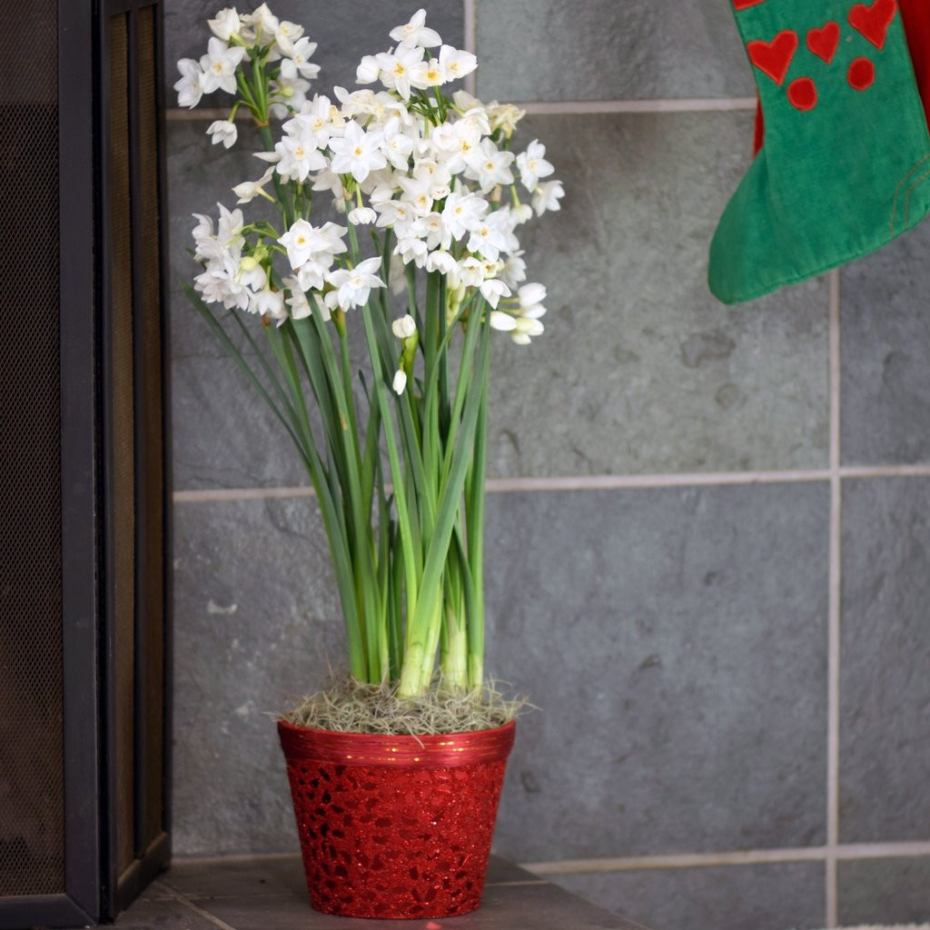 14 Fantastic Silver Vase orchid Care 2024 free download silver vase orchid care of flowering gifts gifts for the gardener gardening gift cards within paperwhites in a festive red beaded basket free shipping
