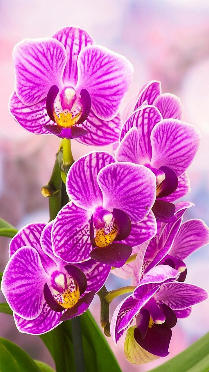 23 Recommended Silver Vase orchids 2024 free download silver vase orchids of in great demand some pictures of flowers natural zoom within download image