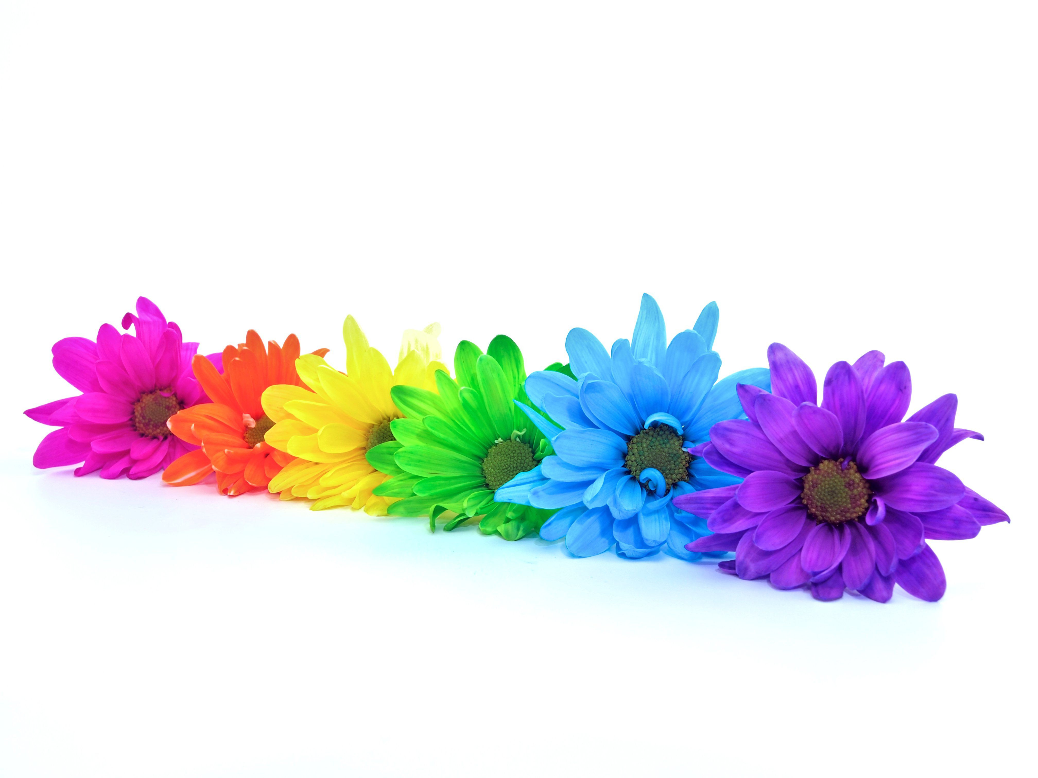 20 Amazing Single Flower Tube Vase 2024 free download single flower tube vase of how to make colored flowers inside rainbow daisies 487382881 57f11cda5f9b586c35fae74e