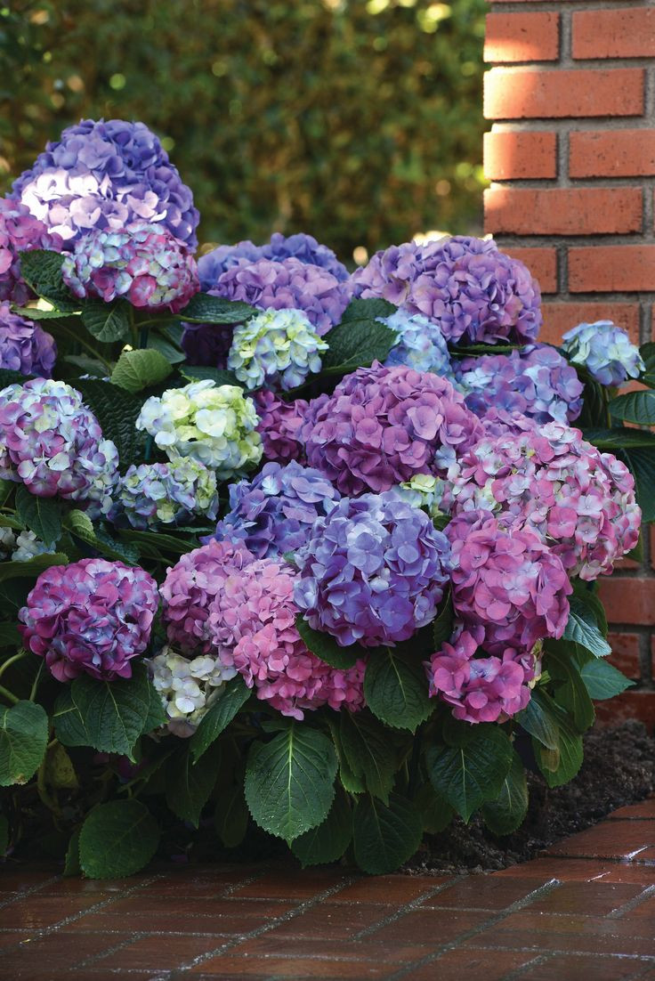 29 Amazing Single Hydrangea In Vase 2024 free download single hydrangea in vase of 398 best hydrangeas images on pinterest hydrangeas beautiful in with a myriad of new colors shapes and sizes theres a shrub for every garden setting