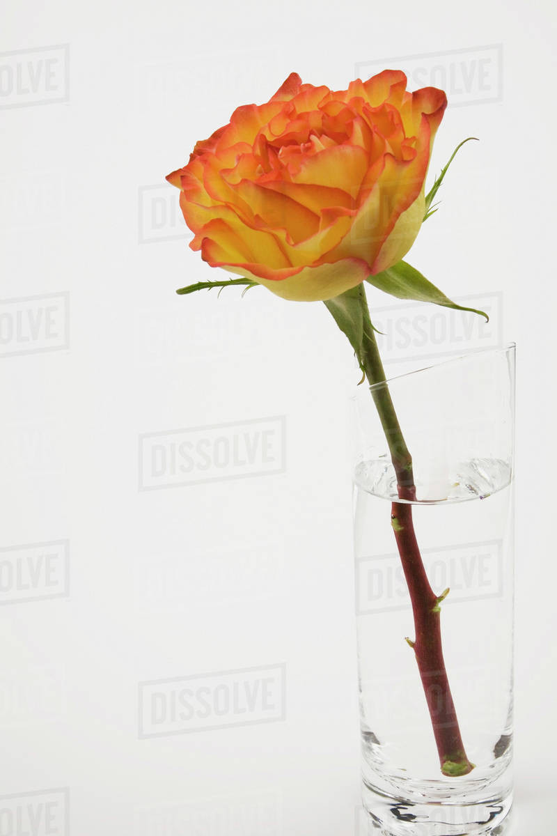 11 Spectacular Single Rose Glass Vase 2024 free download single rose glass vase of single rose in a vase vase and cellar image avorcor com inside a single rose flower in gl vase on white background stock