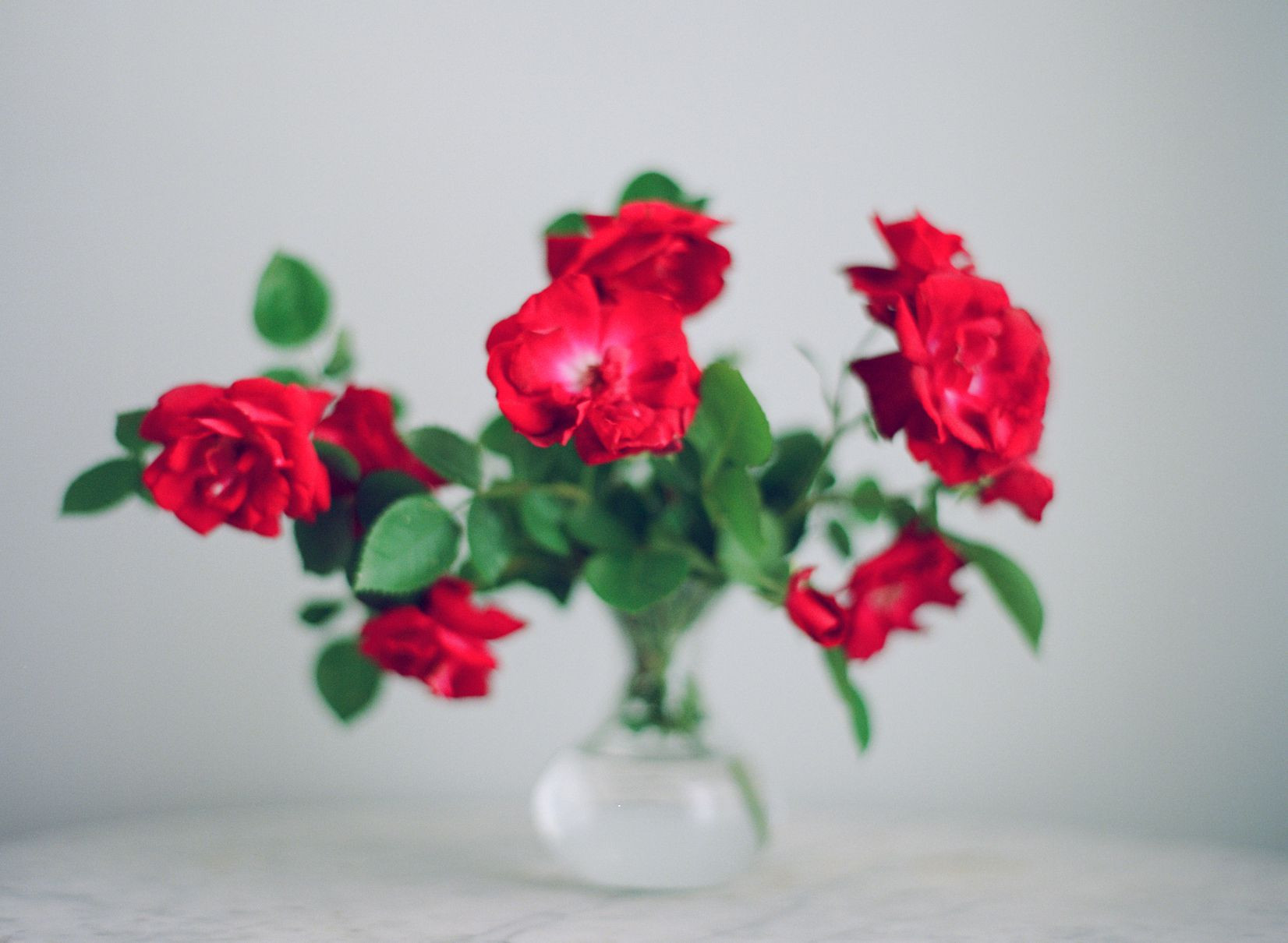 10 Best Small Artificial Flowers In Vase 2024 free download small artificial flowers in vase of how to prevent rose necks from bending intended for stocksy txpeecf5b89qfq100 medium 275871 5a83325fae9ab80036310a24