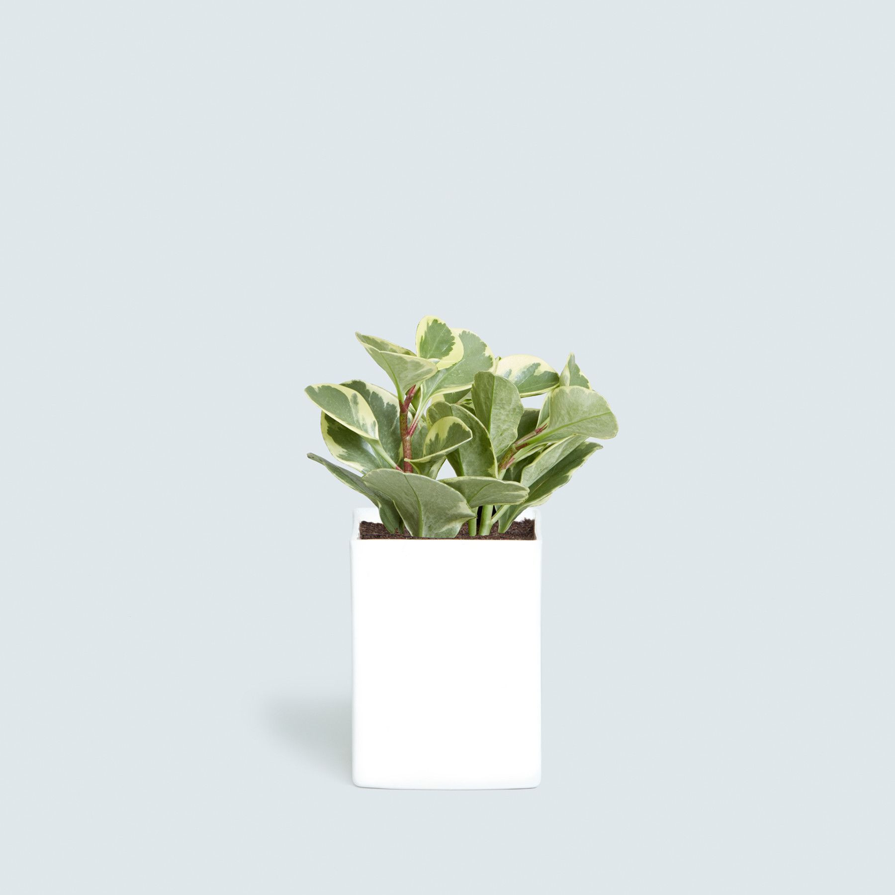 19 Wonderful Stainless Steel Bud Vase 2024 free download stainless steel bud vase of cityscape bud vase 2 openings throughout peperomia green olmsted planter