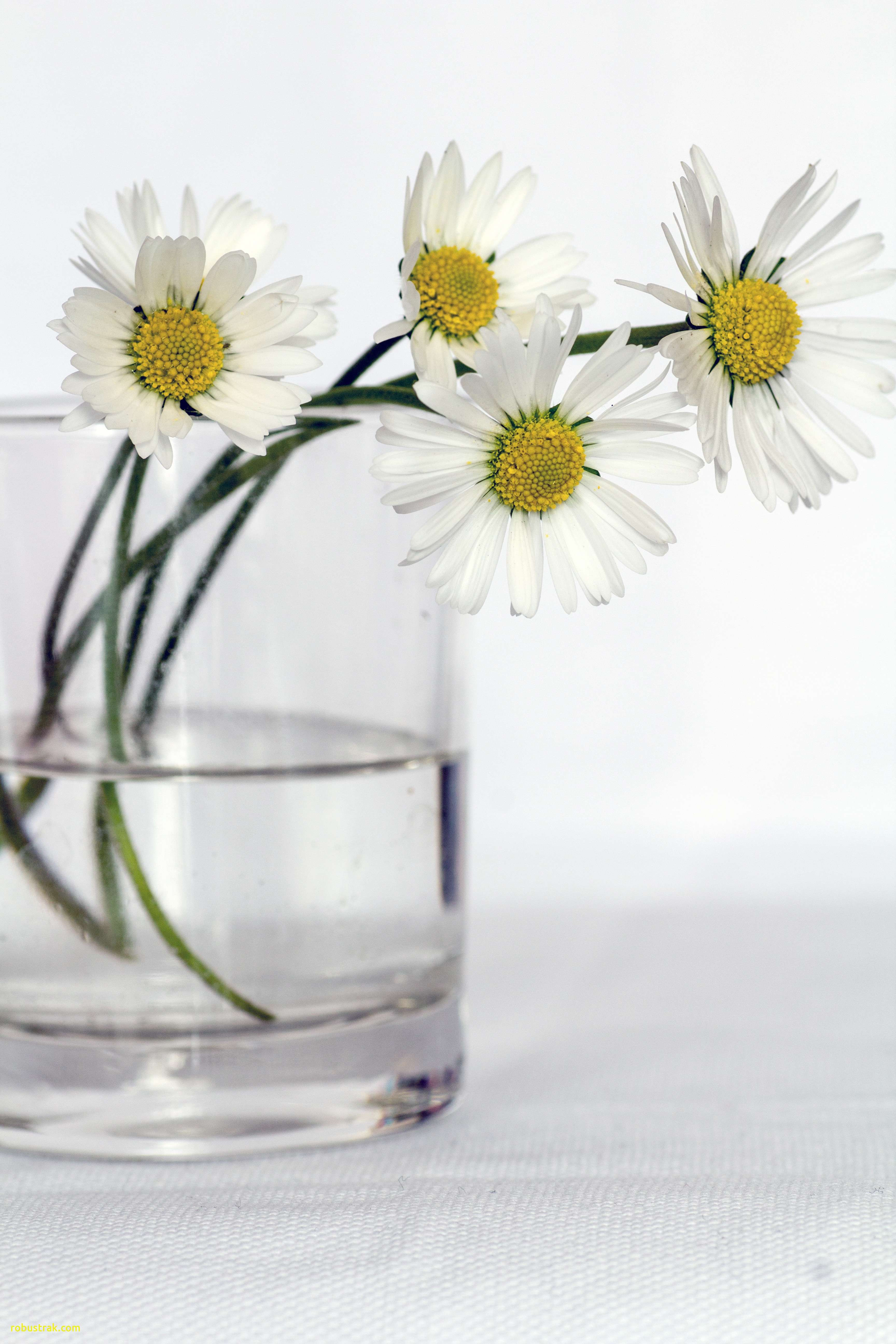 17 Wonderful Still Life Flowers In A Vase 2024 free download still life flowers in a vase of unique what to plant with daisies home design ideas regarding flowers still life daisy flower vase h vases with free downloadi 0d