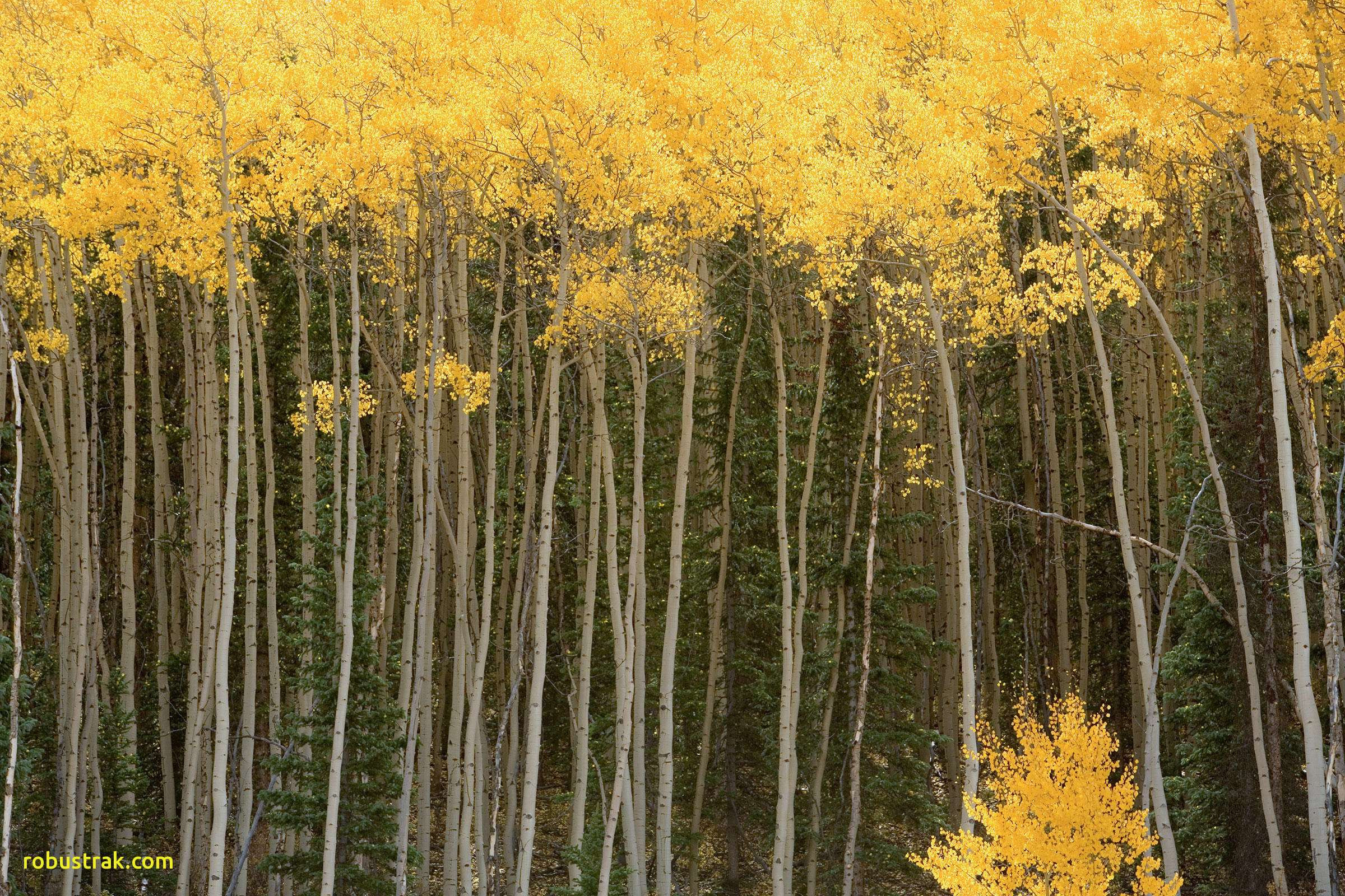 tall skinny gold vases of tall thin tree luxury native trees with incredible fall foliage and with regard to tall thin tree luxury native trees with incredible fall foliage and the birds that love