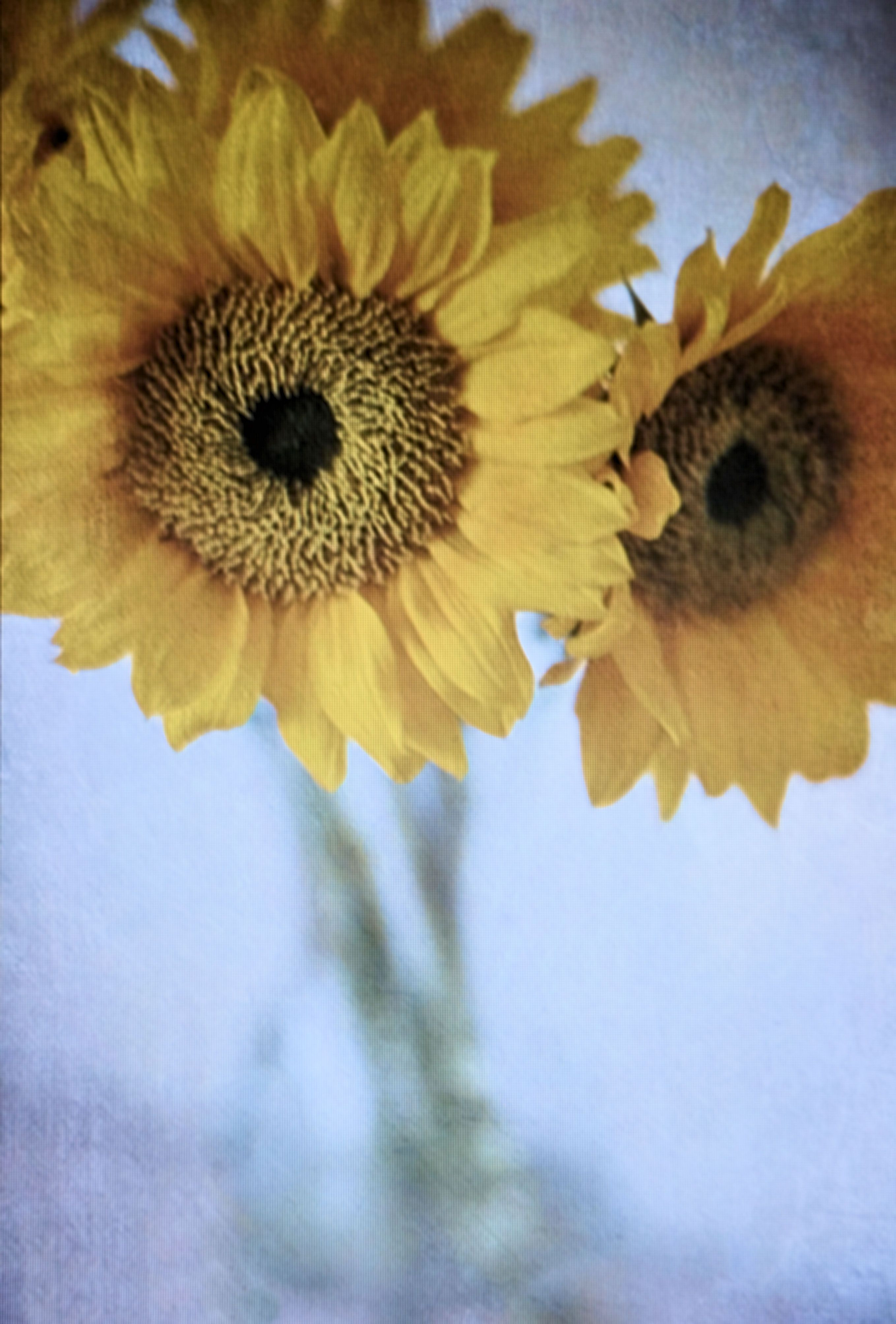 11 Stylish Tall Sunflower Vase 2024 free download tall sunflower vase of pin by jan amiss on just sunflowers pinterest sunflowers pertaining to sunflowers