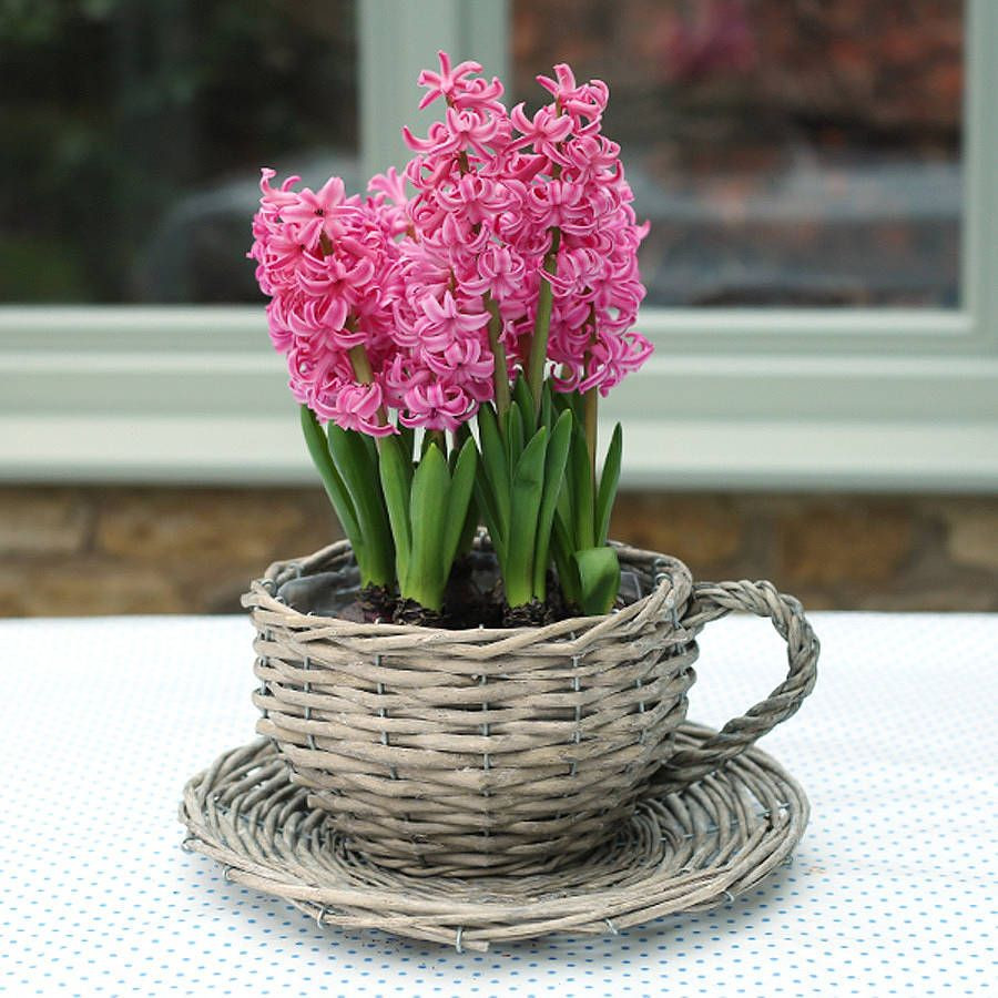 10 Perfect Teapot Flower Vase 2024 free download teapot flower vase of homepage ella james willow teacup planter gardening gift let in flowers