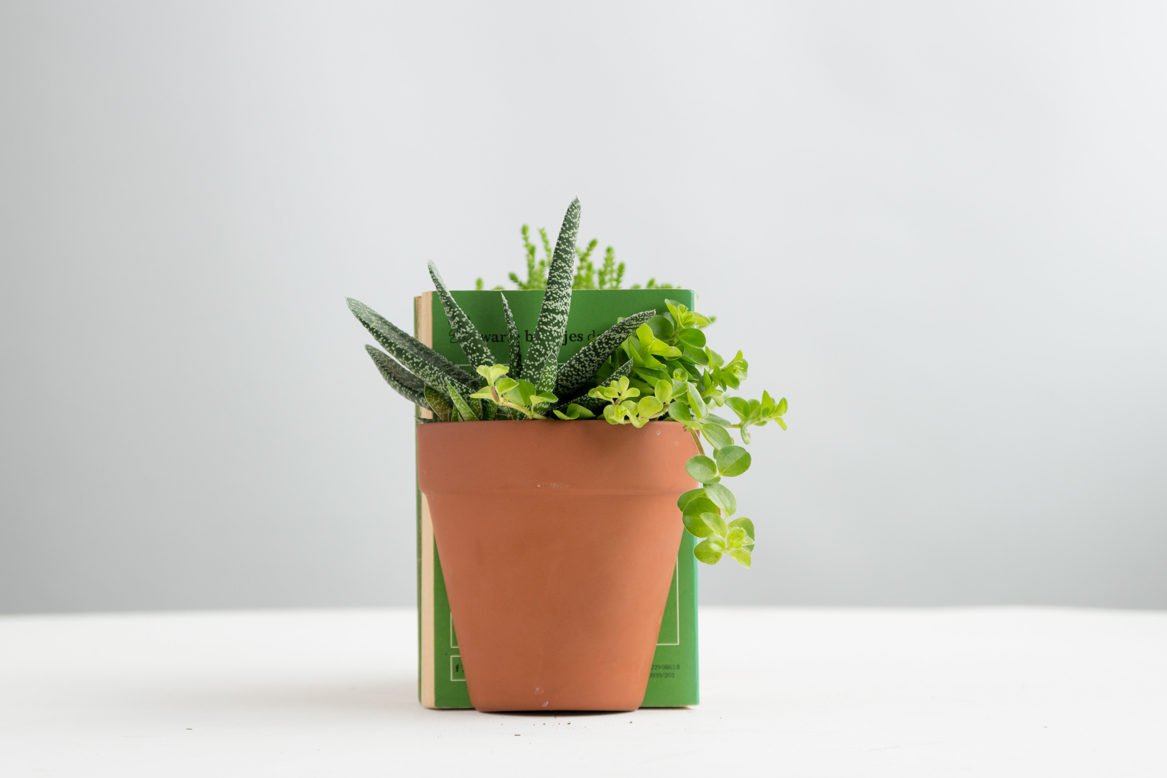terracotta bookend vase of plant pot bookends content gallery a classic terracotta plant pot pertaining to plant pot bookends high res images click to view alt click to download