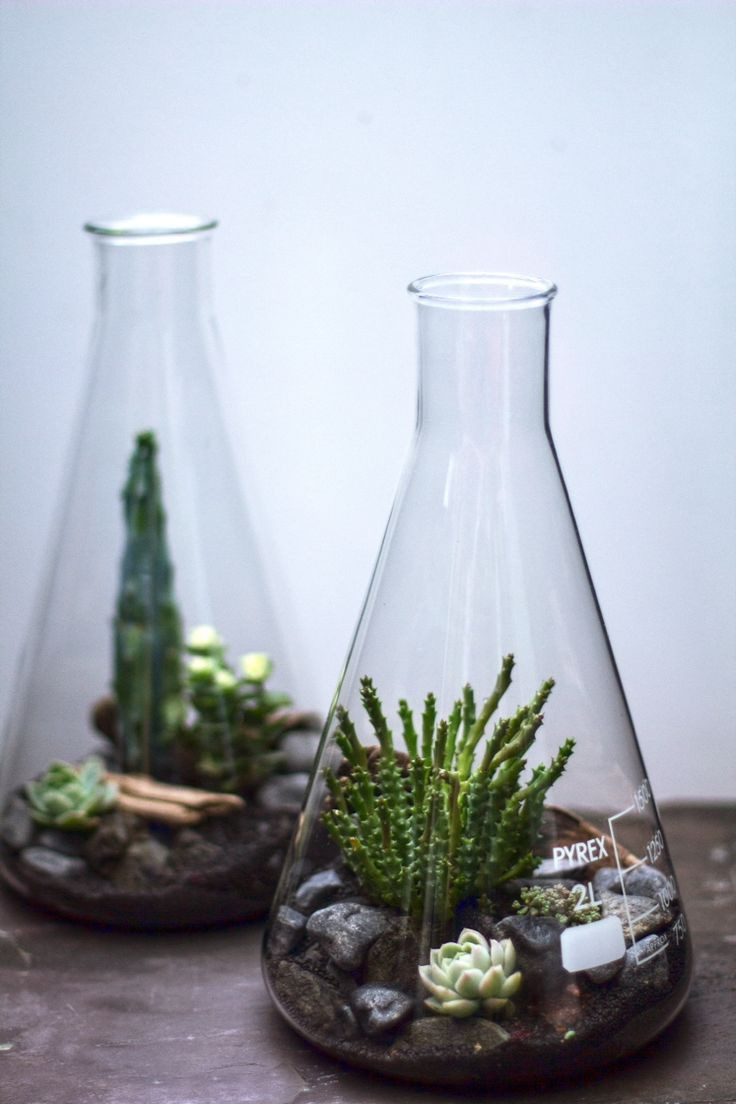 24 Famous Test Tube Flower Vase Glass 2024 free download test tube flower vase glass of look at these tiny little plant babes succulent plant ideas inside that kind of woman ac2b7 look at these tiny little plant babes