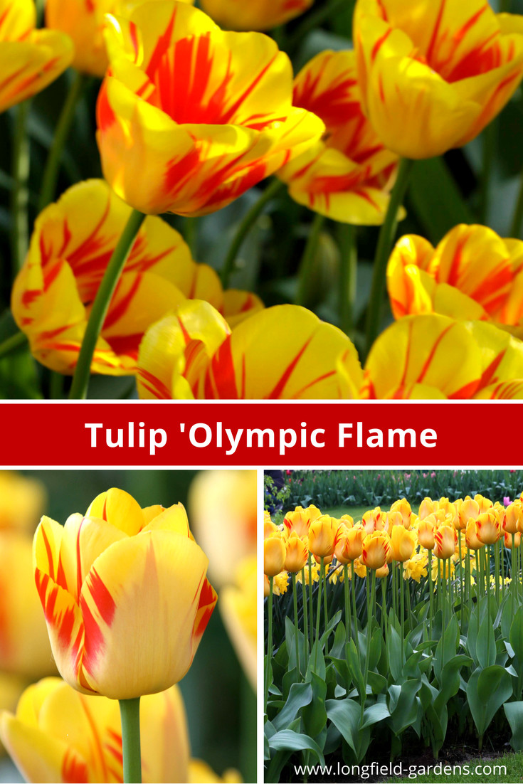 25 Amazing Tulip Bulbs In Glass Vase 2024 free download tulip bulbs in glass vase of the petals of tulip olympic flame are decorated inside and out with for the petals of tulip olympic flame are decorated inside and out with a flourish of crimson