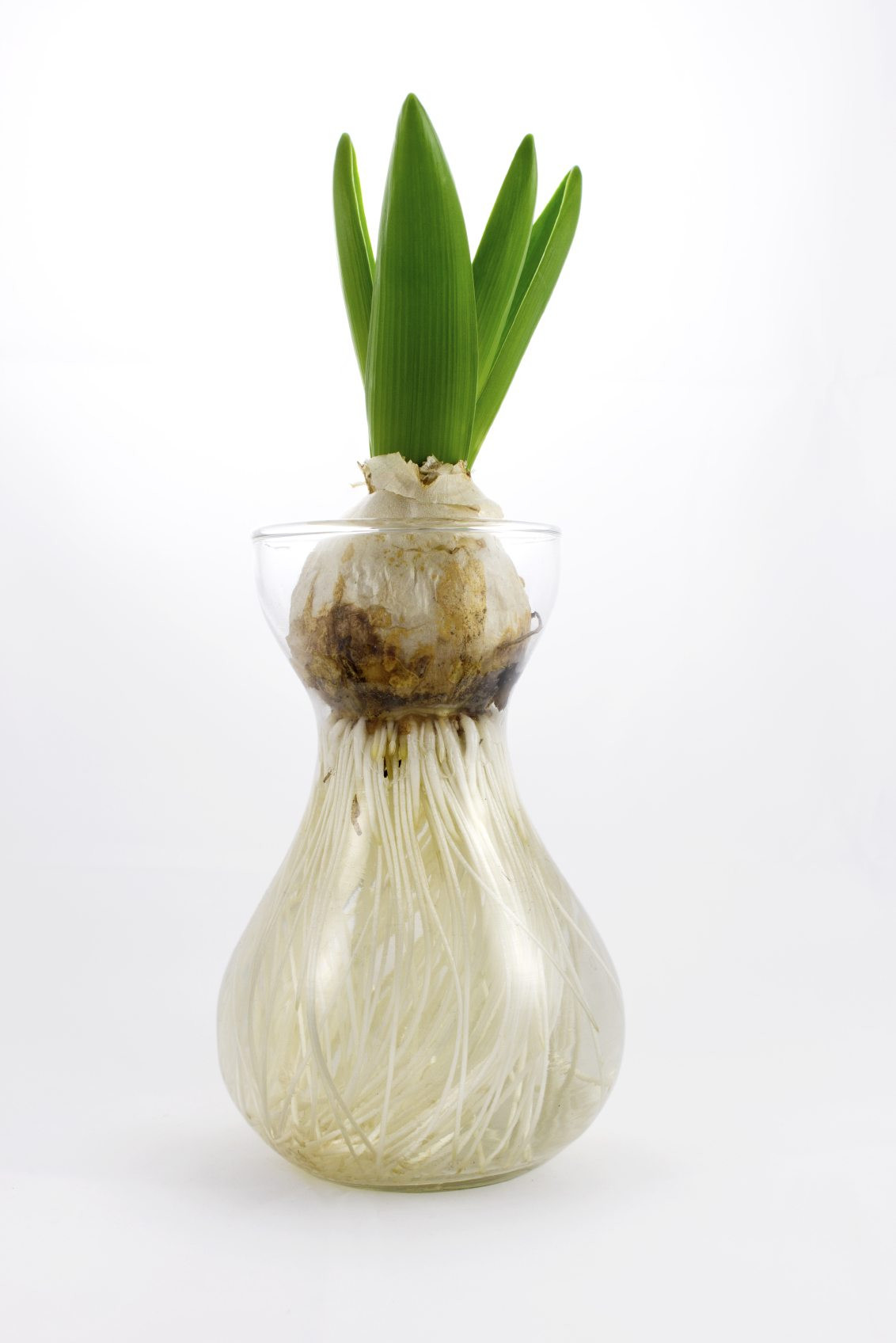 18 Awesome Tulip Vase Amsterdam 2024 free download tulip vase amsterdam of can tulips grow in water tips on growing tulips without soil throughout tulip water