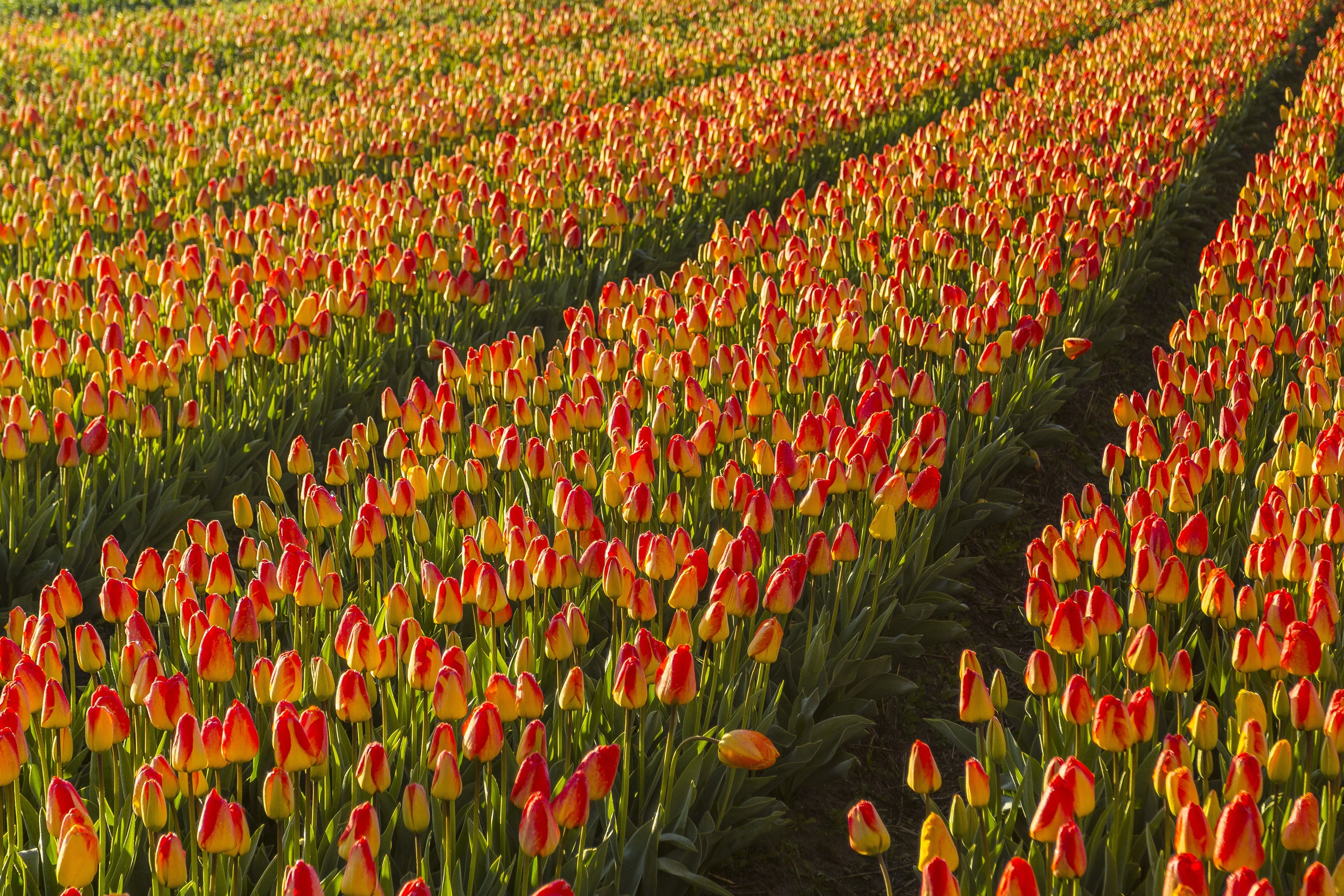 18 Awesome Tulip Vase Amsterdam 2024 free download tulip vase amsterdam of cycling trough the tulip fields access nl in agriculture beautiful bloom 371859