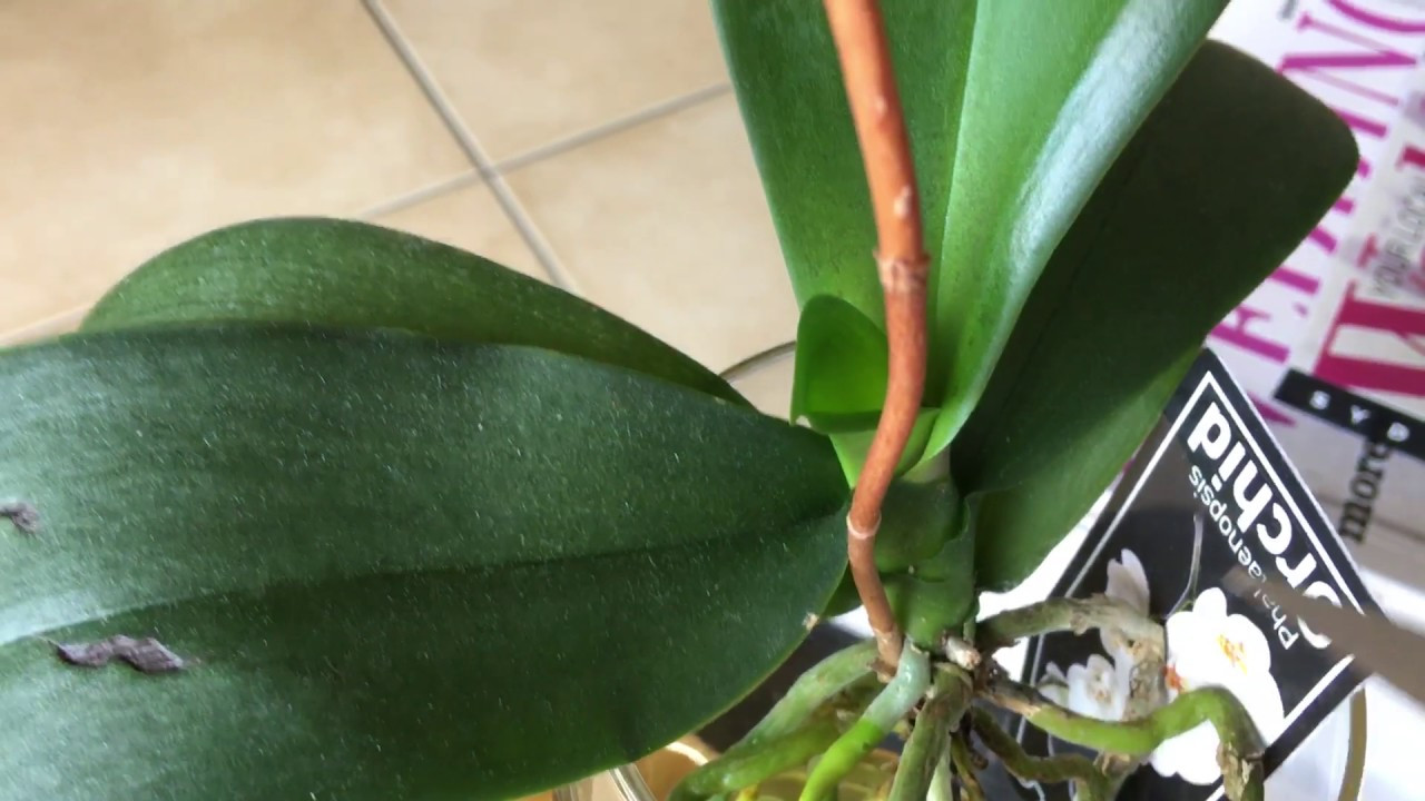 Vanda orchid Glass Vase Method Of How to Cut orchid Spike In Water Culture Method Youtube Pertaining to How to Cut orchid Spike In Water Culture Method