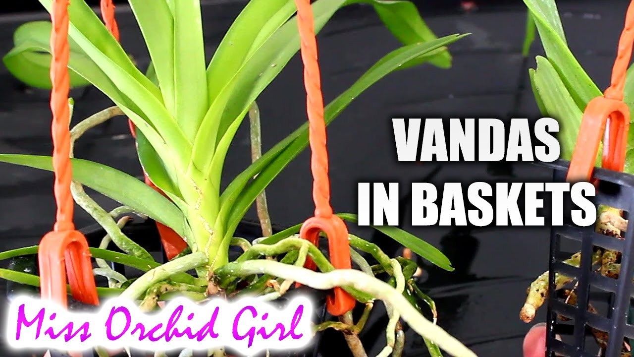 16 Stylish Vanda orchid Glass Vase Method 2022 free download vanda orchid glass vase method of transferring vanda orchids from pots to baskets youtube regarding transferring vanda orchids from pots to baskets