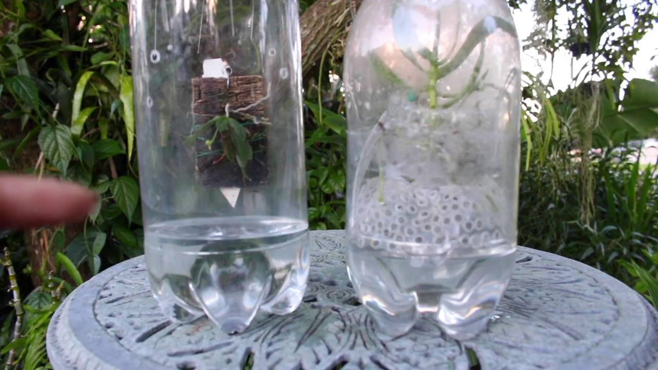 vanda orchid glass vase method of watering growing methods vandas youtube throughout maxresdefault