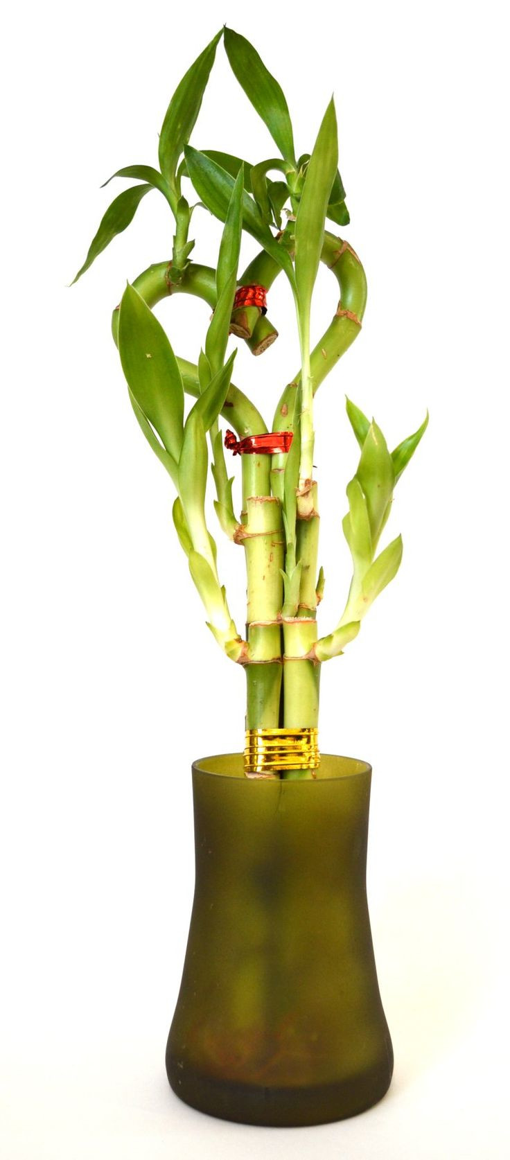 13 Lovable Vase for Lucky Bamboo Plant 2024 free download vase for lucky bamboo plant of 414 best products images on pinterest bamboo lucky bamboo and for 9greenbox lucky bamboo heart style with tall glass vase