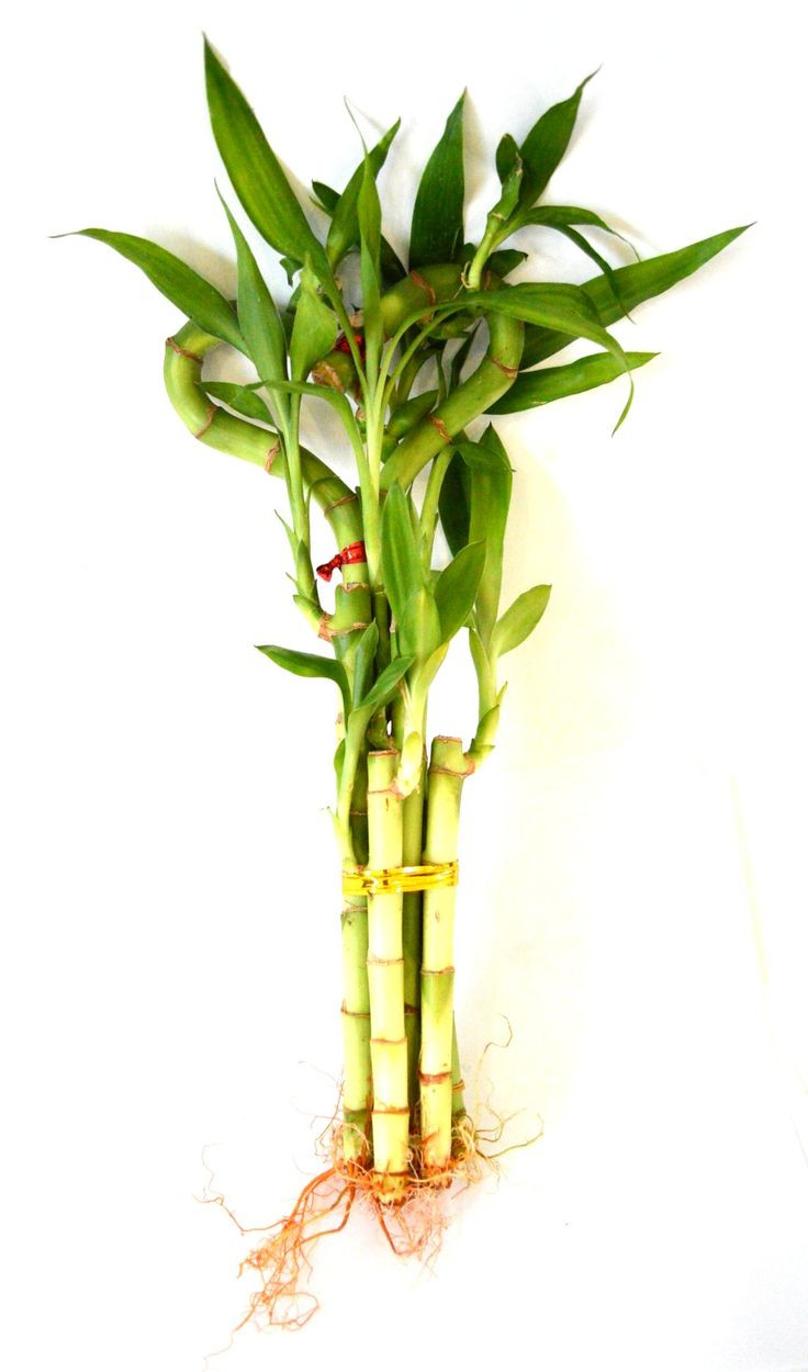 13 Lovable Vase for Lucky Bamboo Plant 2024 free download vase for lucky bamboo plant of 414 best products images on pinterest bamboo lucky bamboo and within lucky bamboo heart style