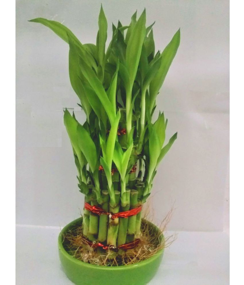 13 Lovable Vase for Lucky Bamboo Plant 2022 free download vase for lucky bamboo plant of green plant indoor 3 layer lucky bamboo plant with ceramic pot for green plant indoor 3 layer lucky bamboo plant with ceramic pot indoor bamboo plant